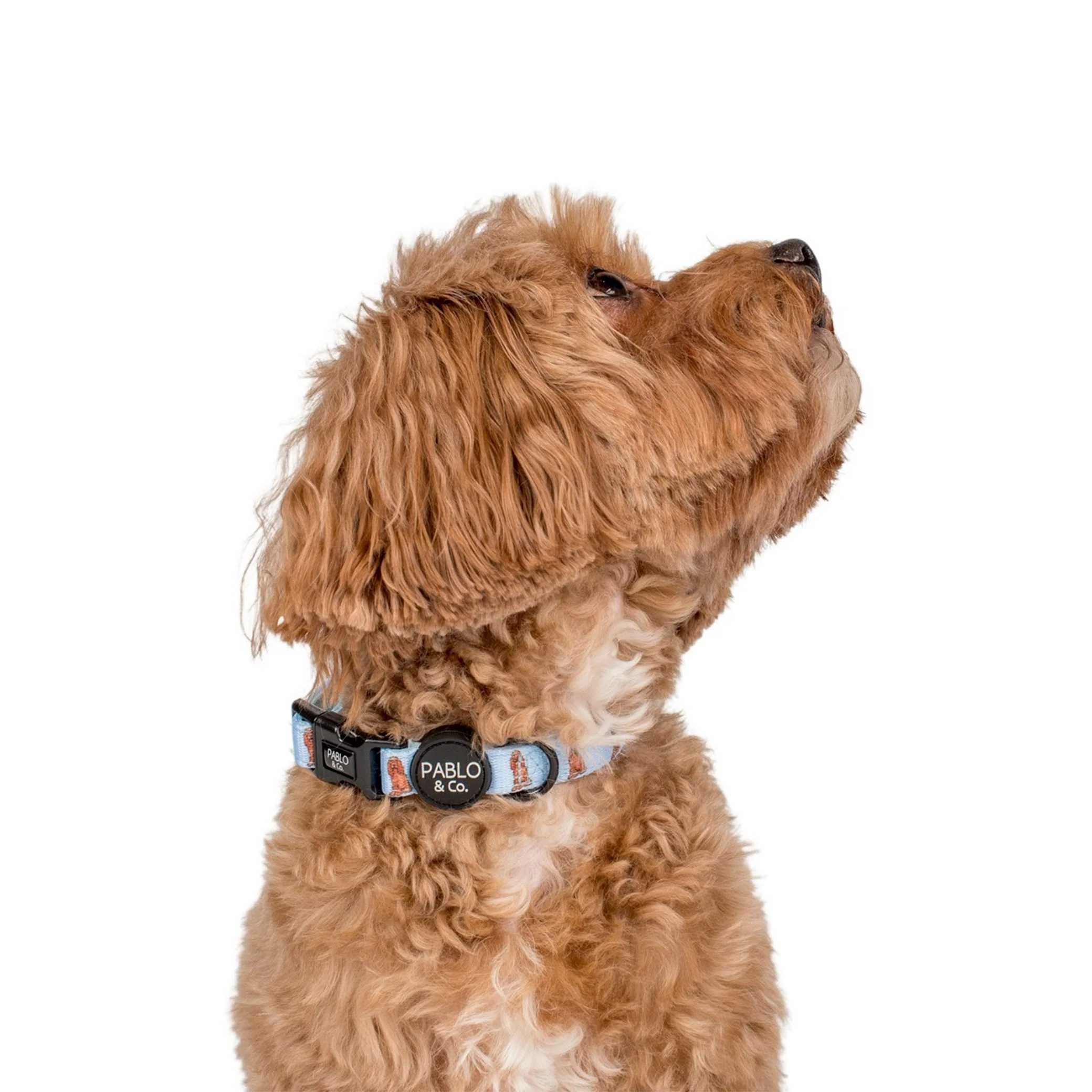 Cocker Spaniel: Collar - Image 2