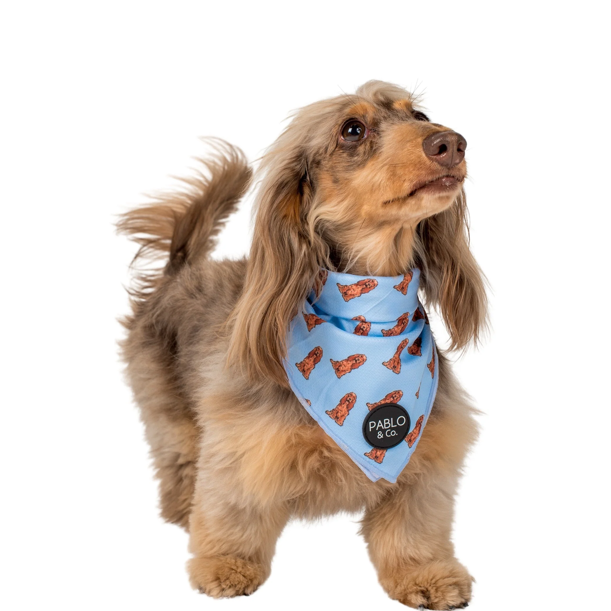 Cocker Spaniel - Dog Bandana - Image 4