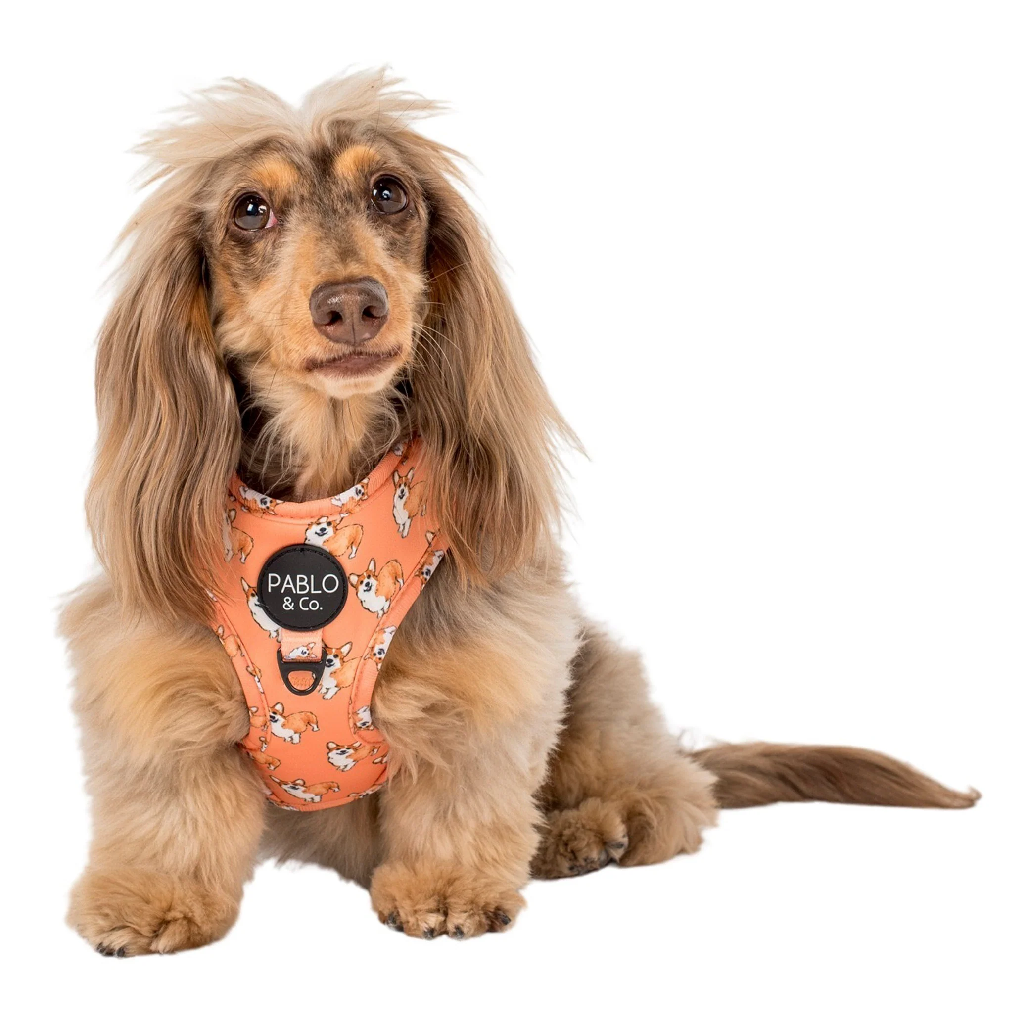 Corgi: Adjustable Harness - Image 5