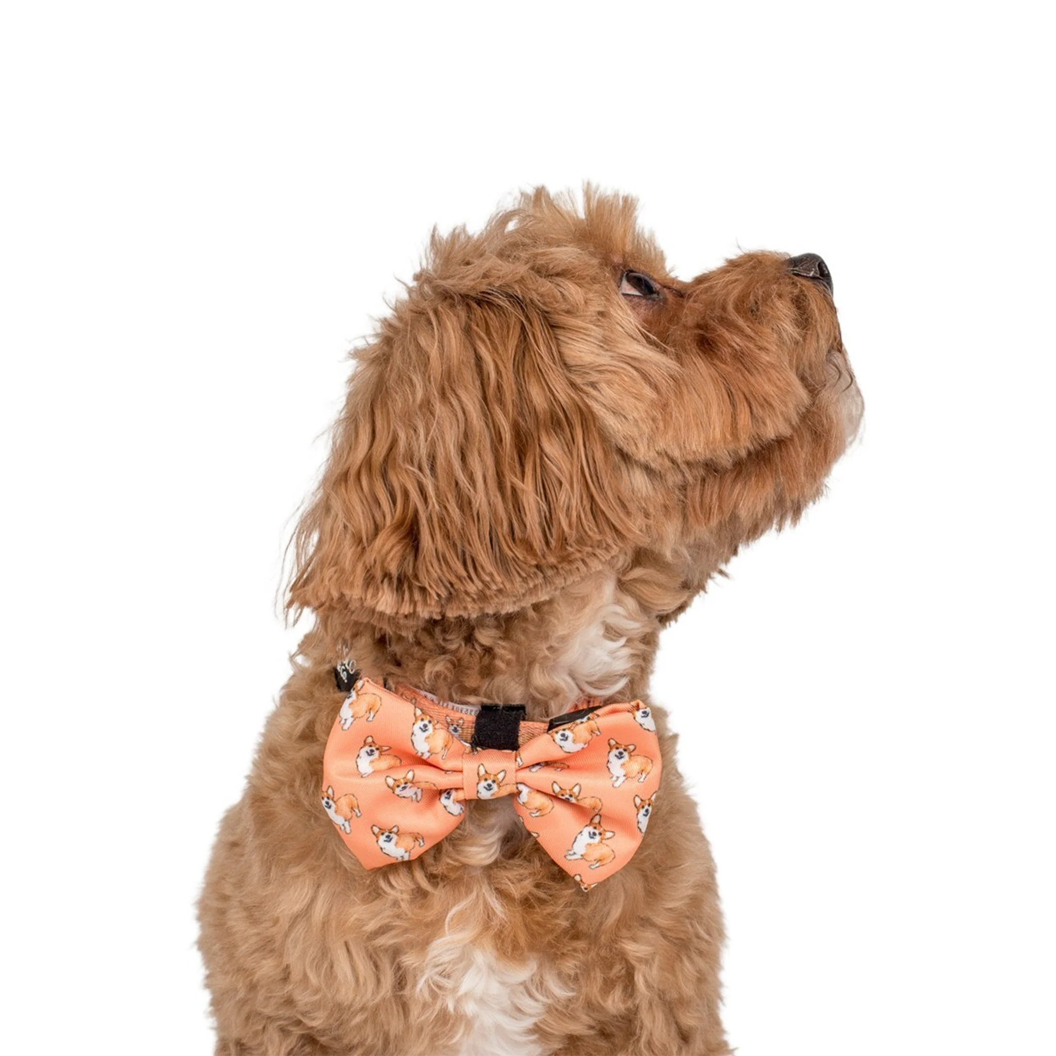 Corgi: Bow Tie - Image 5