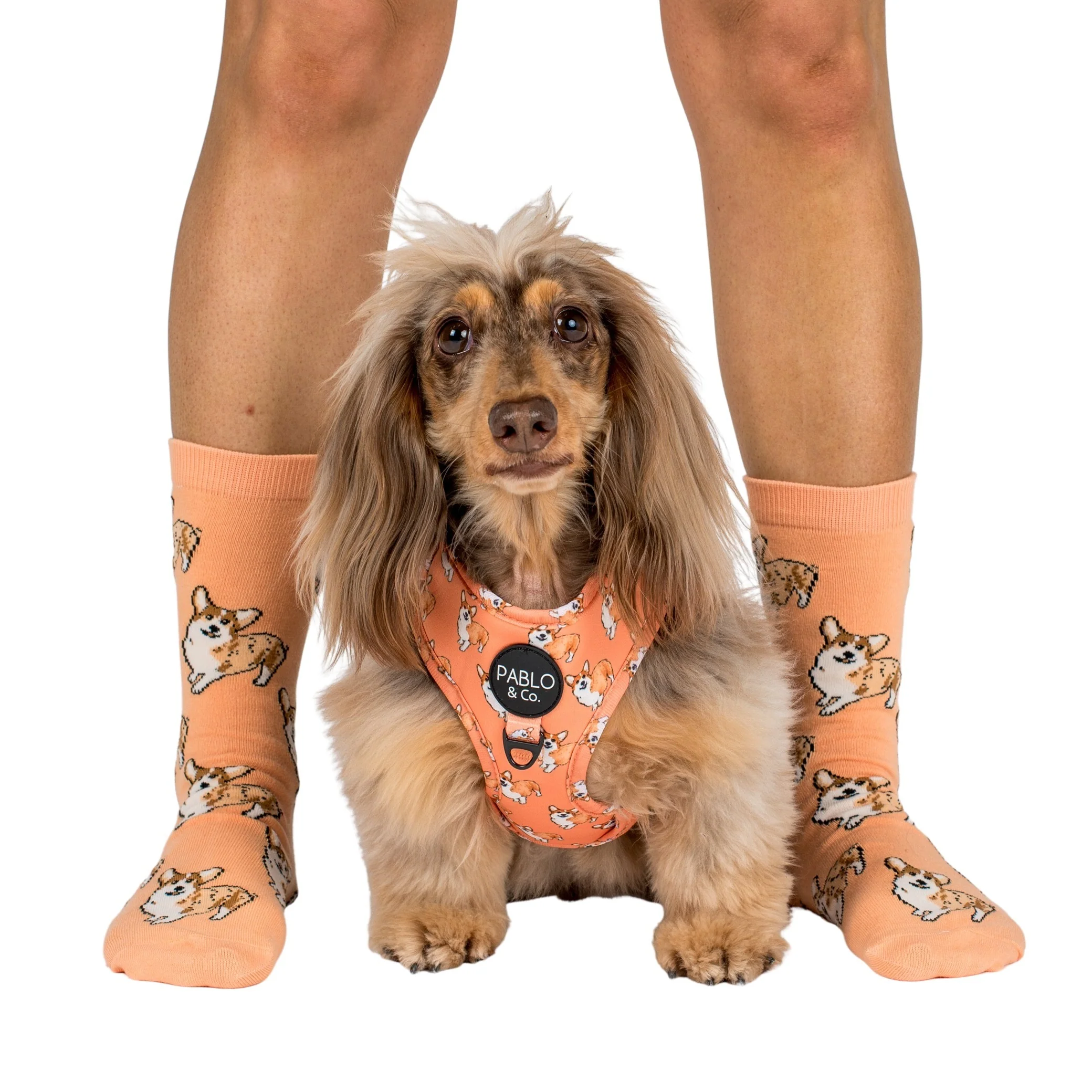 Corgi: Breed Socks - Image 2