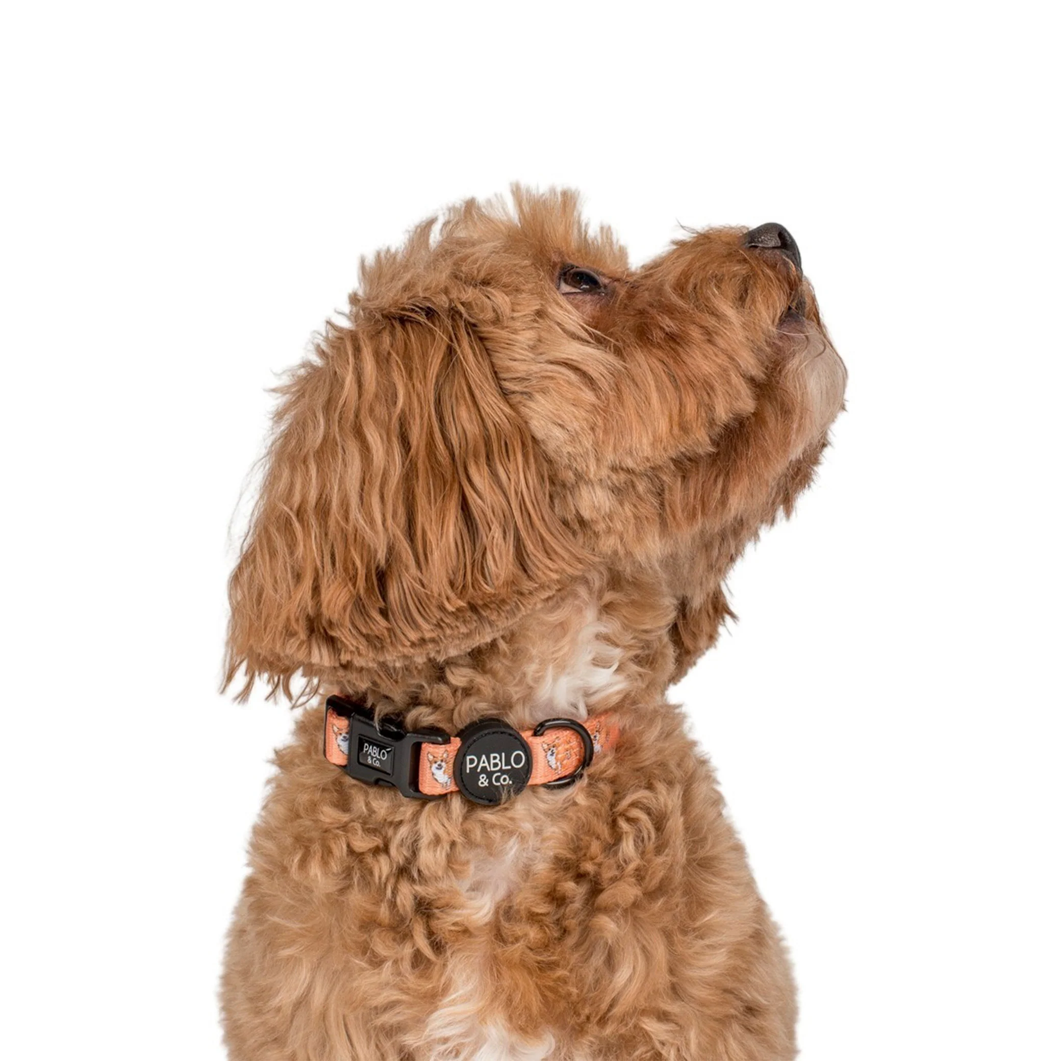 Corgi: Collar - Image 4