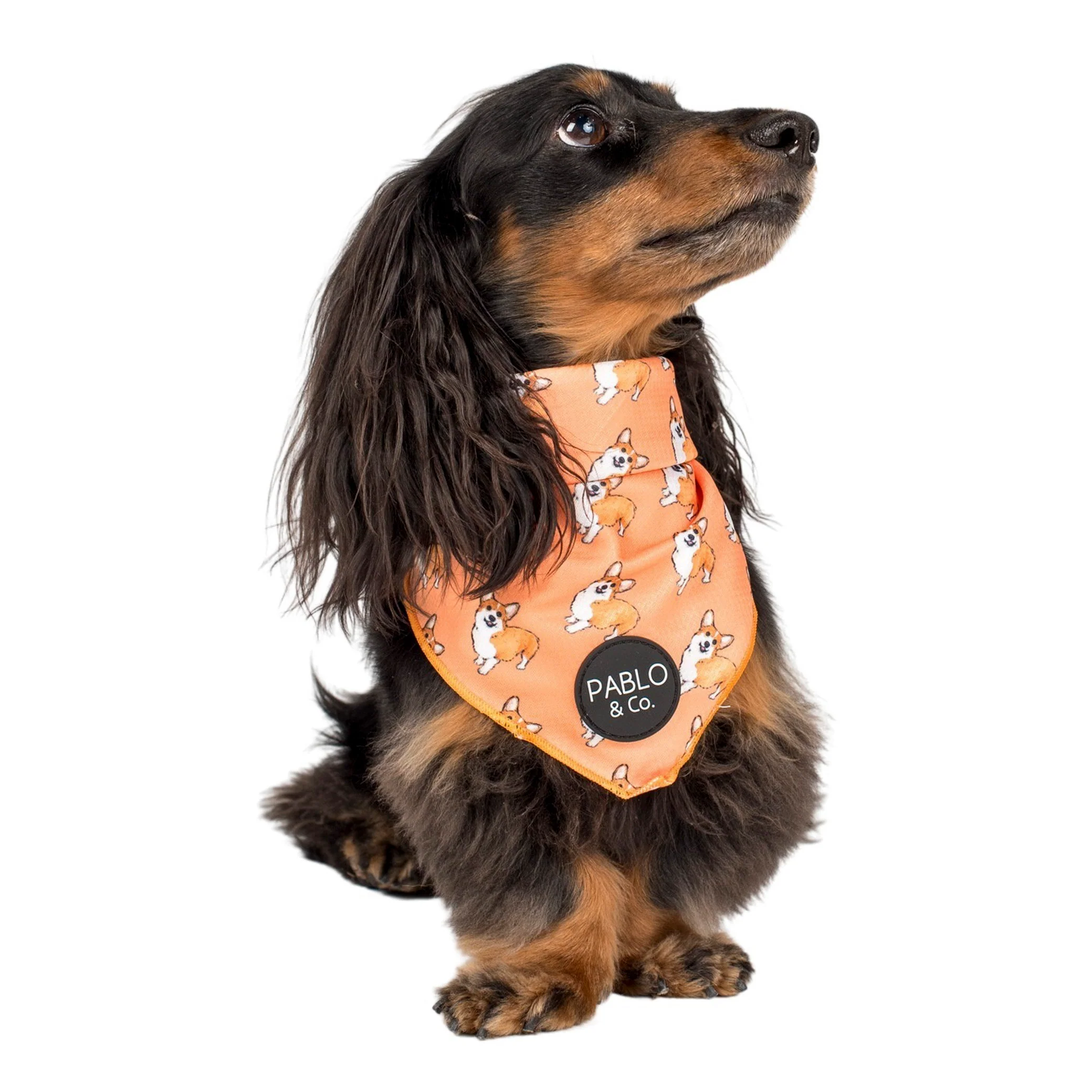 Corgi - Dog Bandana - Image 4