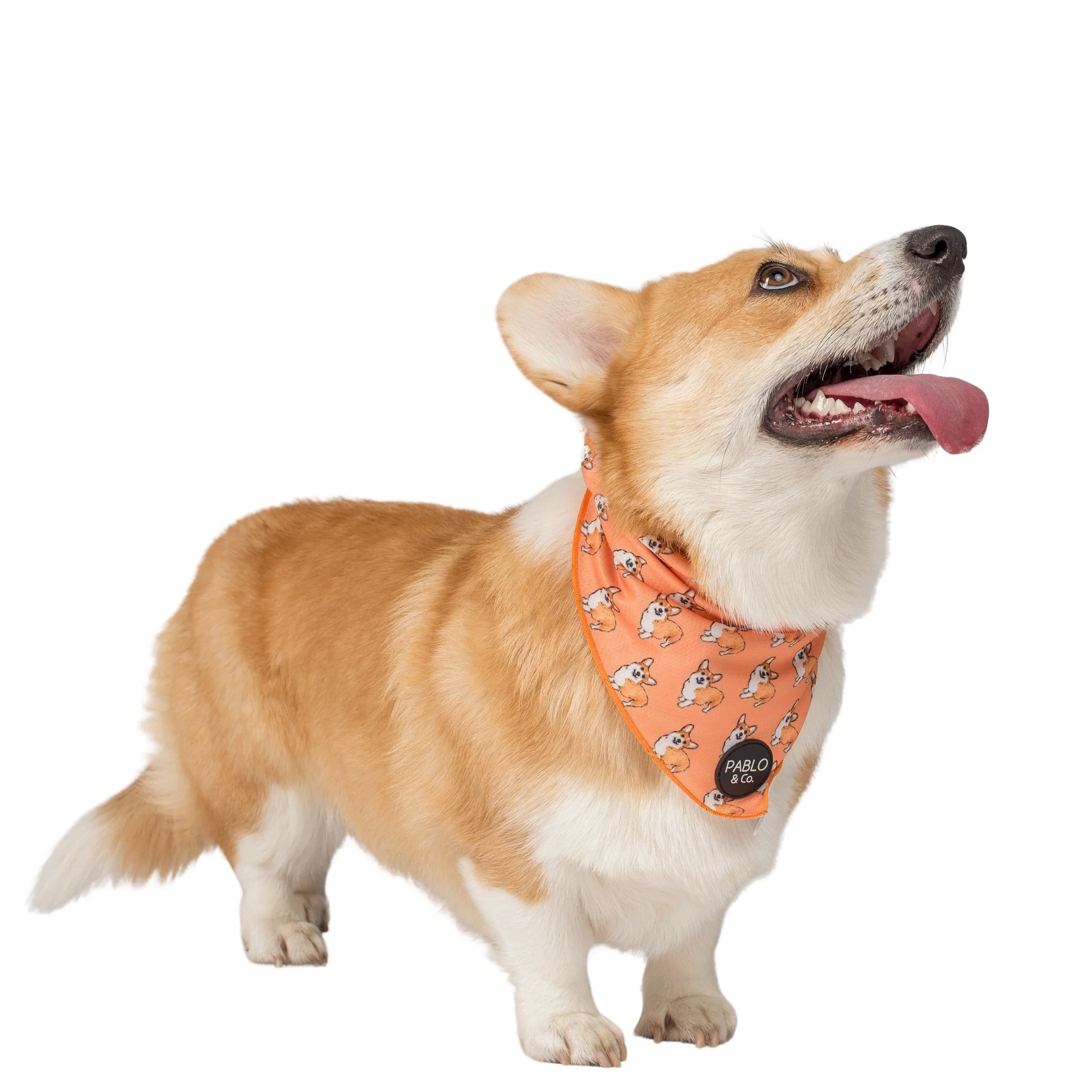 Corgi - Dog Bandana - Image 5