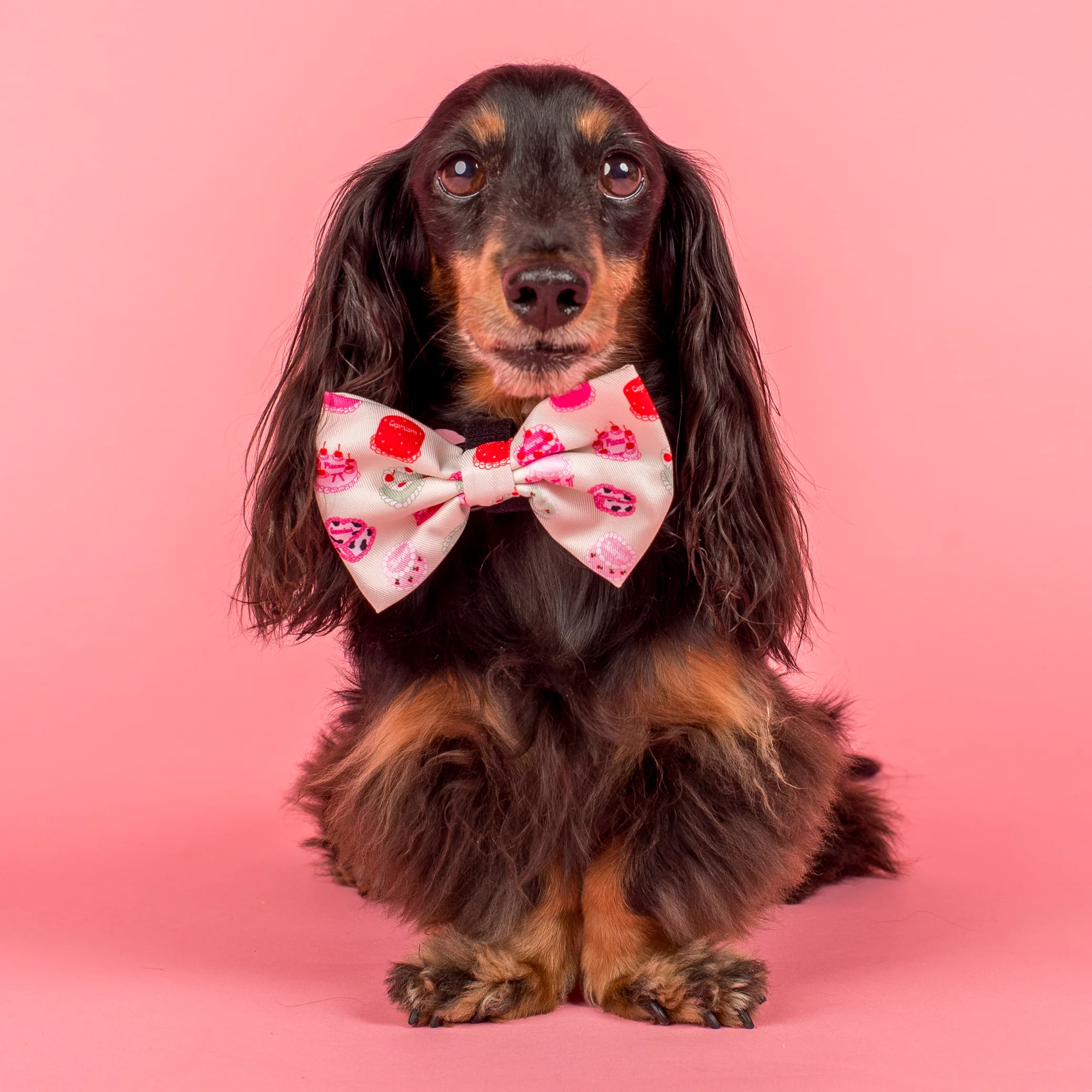 Cosmic Birthday: Bow Tie