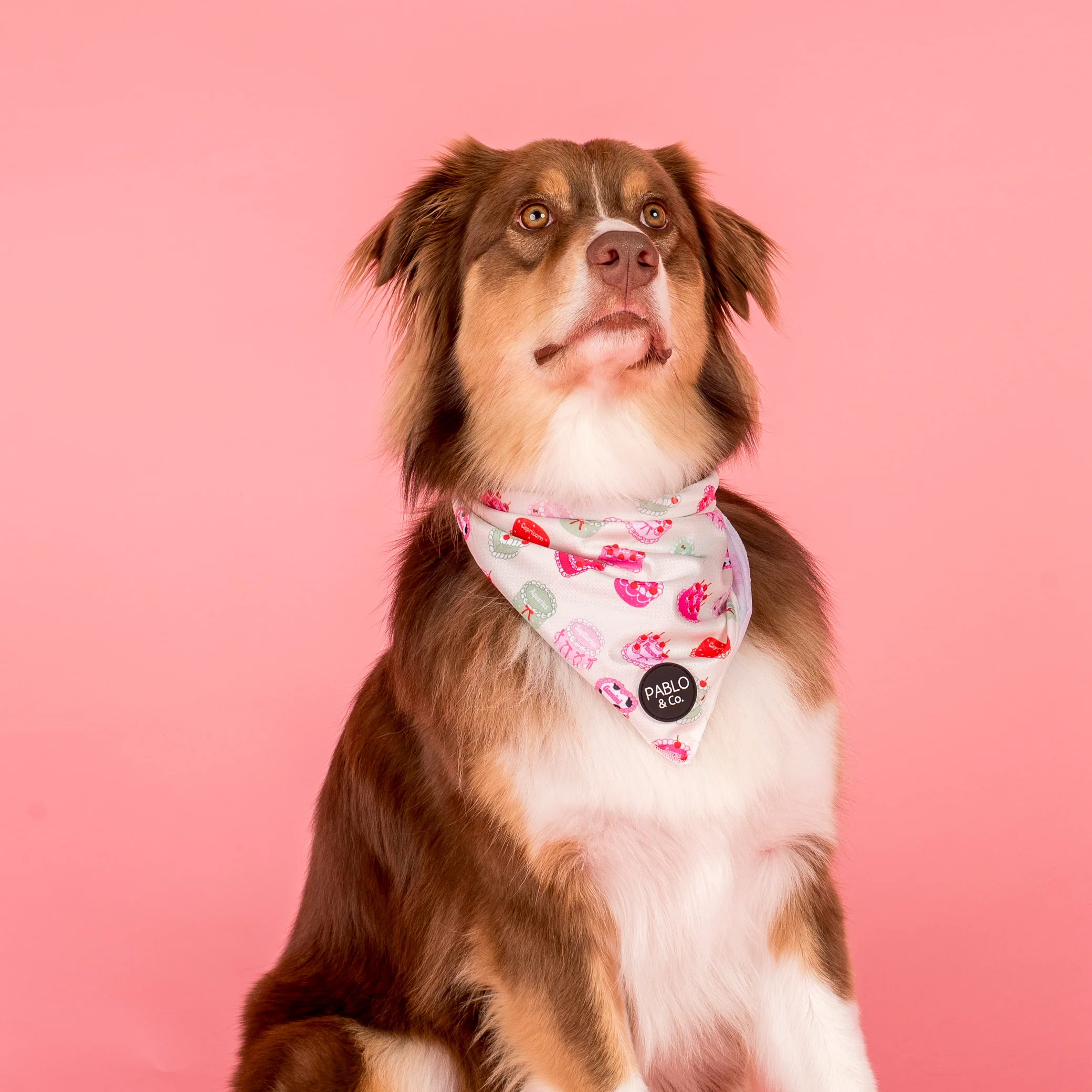 Cosmic Birthday: Dog Bandana - Image 6