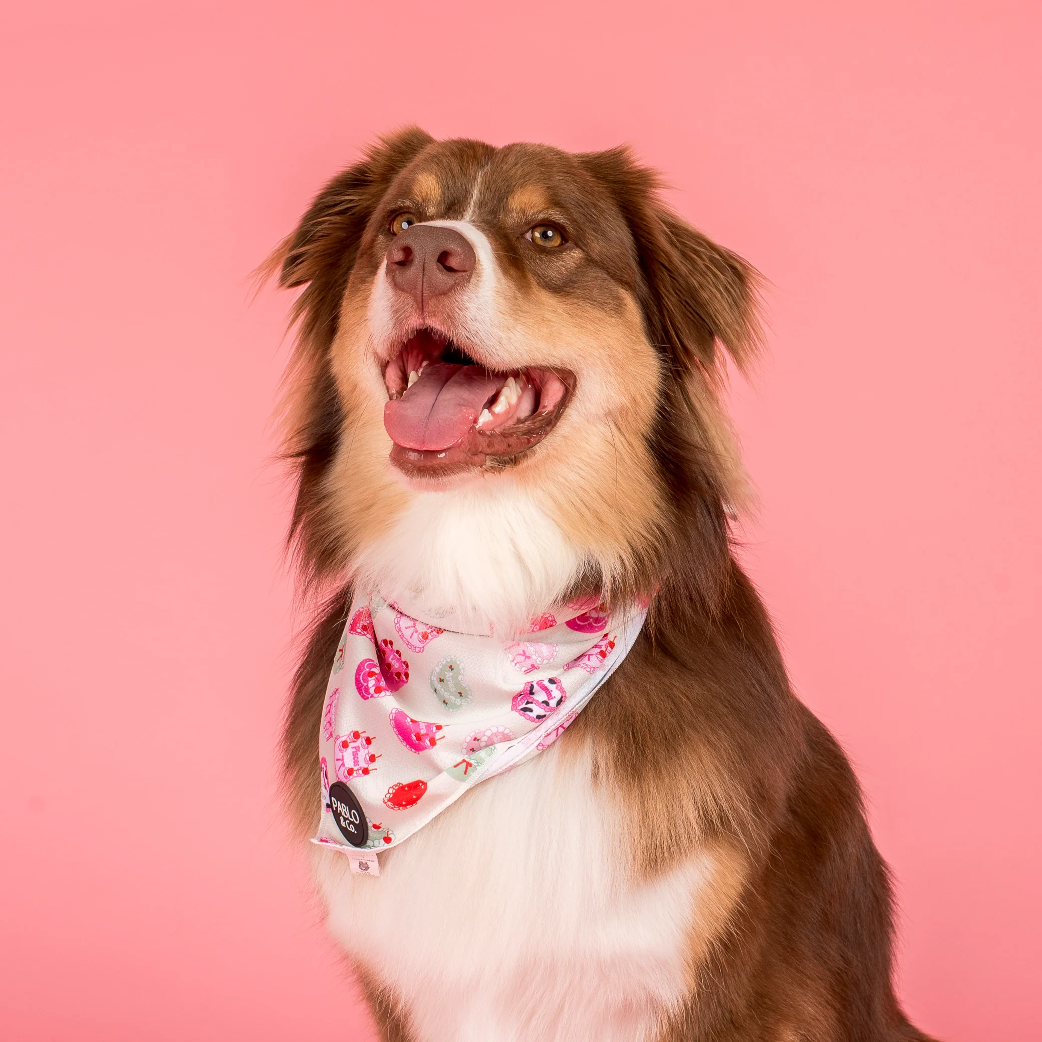 Cosmic Birthday: Dog Bandana - Image 8