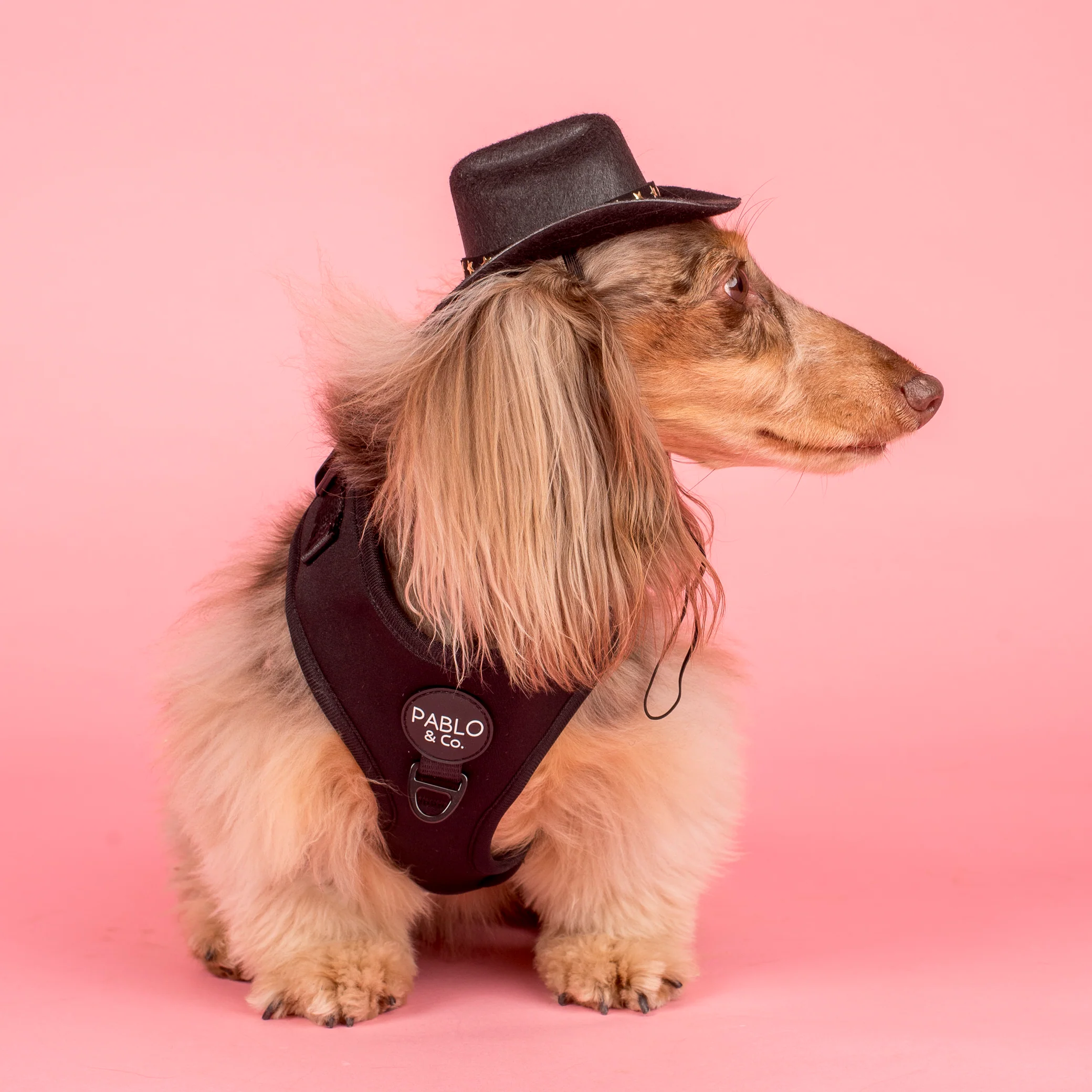 Pet Cowboy Hat - Image 15