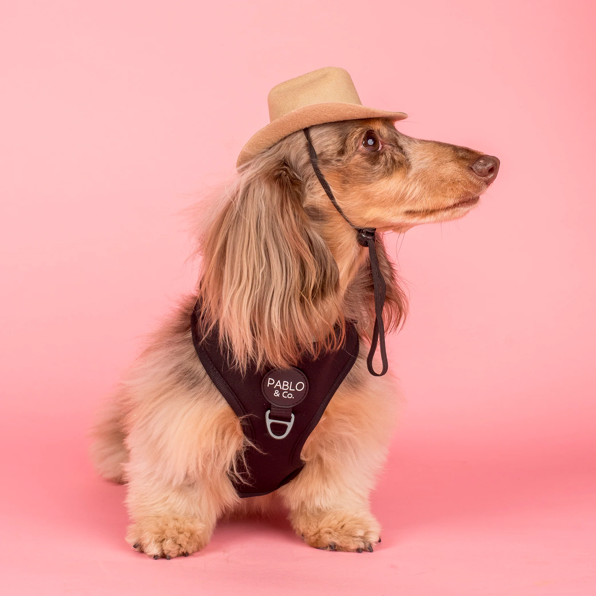Pet Cowboy Hat - Image 16