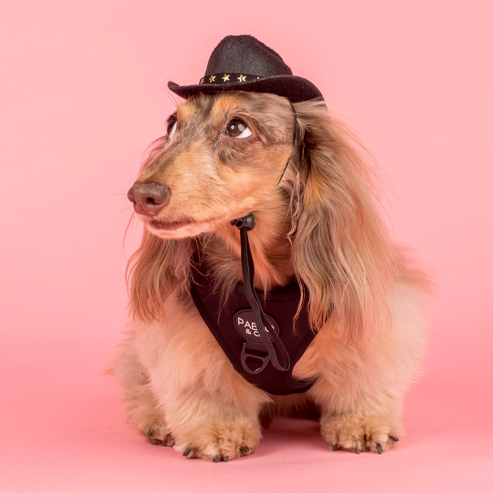 Pet Cowboy Hat - Image 8