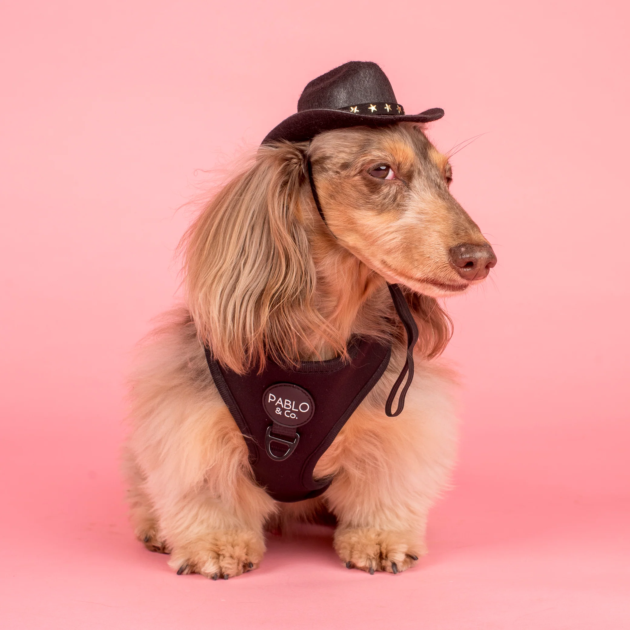 Pet Cowboy Hat - Image 9