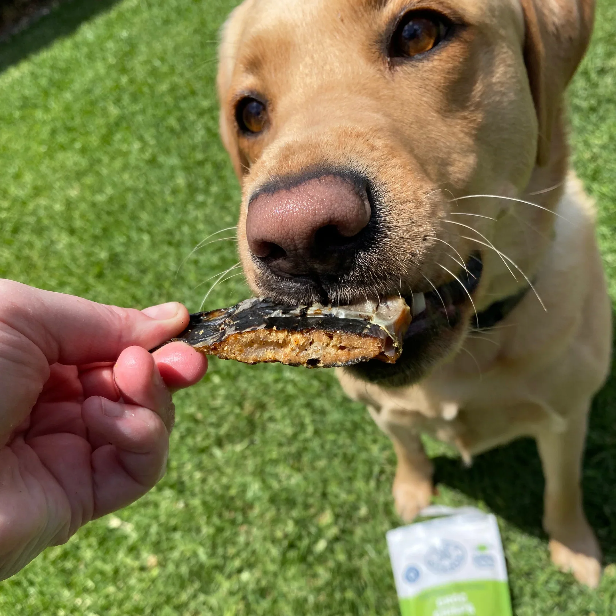Croc Crisps - Crocodile Chips - Image 2