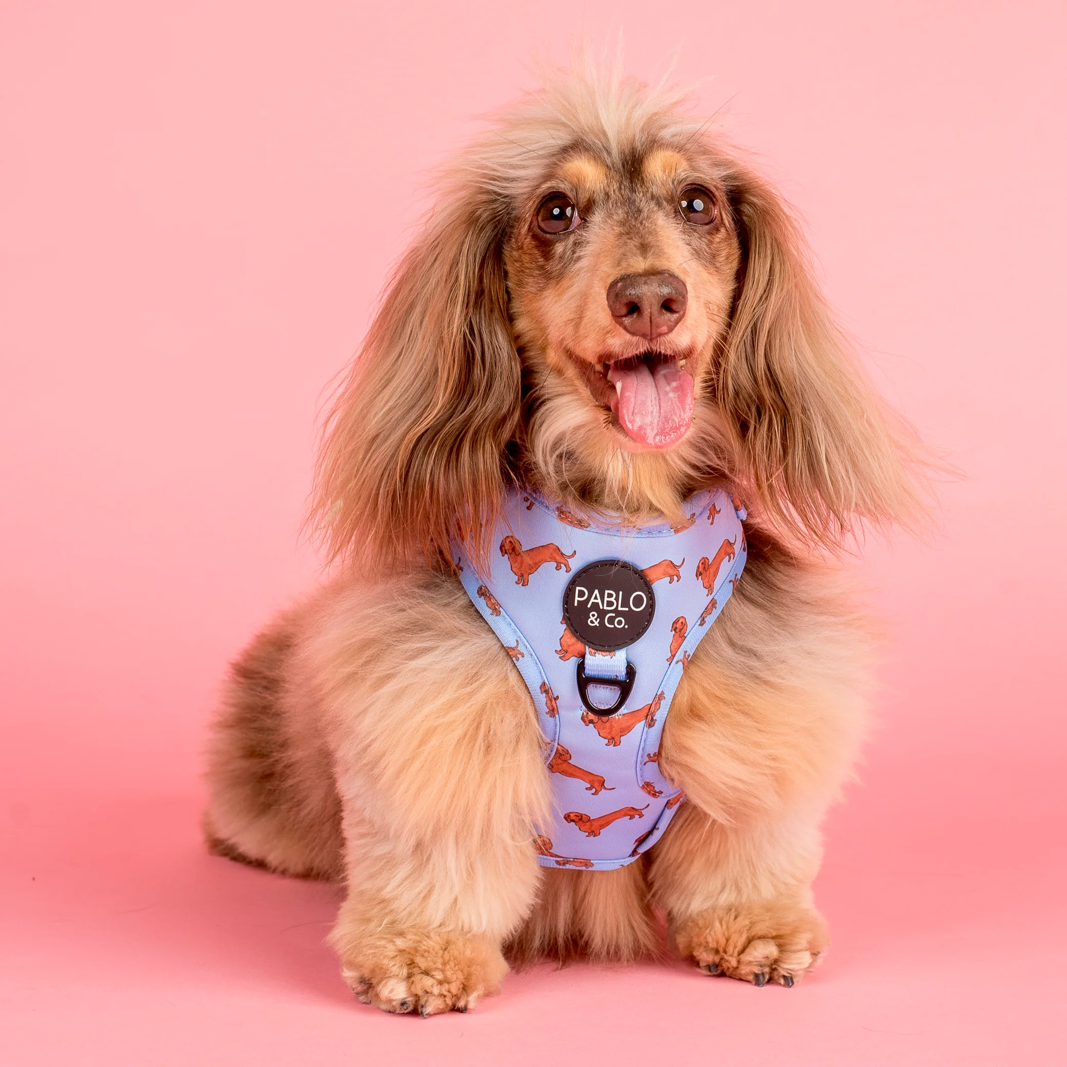 Dachshund: Adjustable Harness
