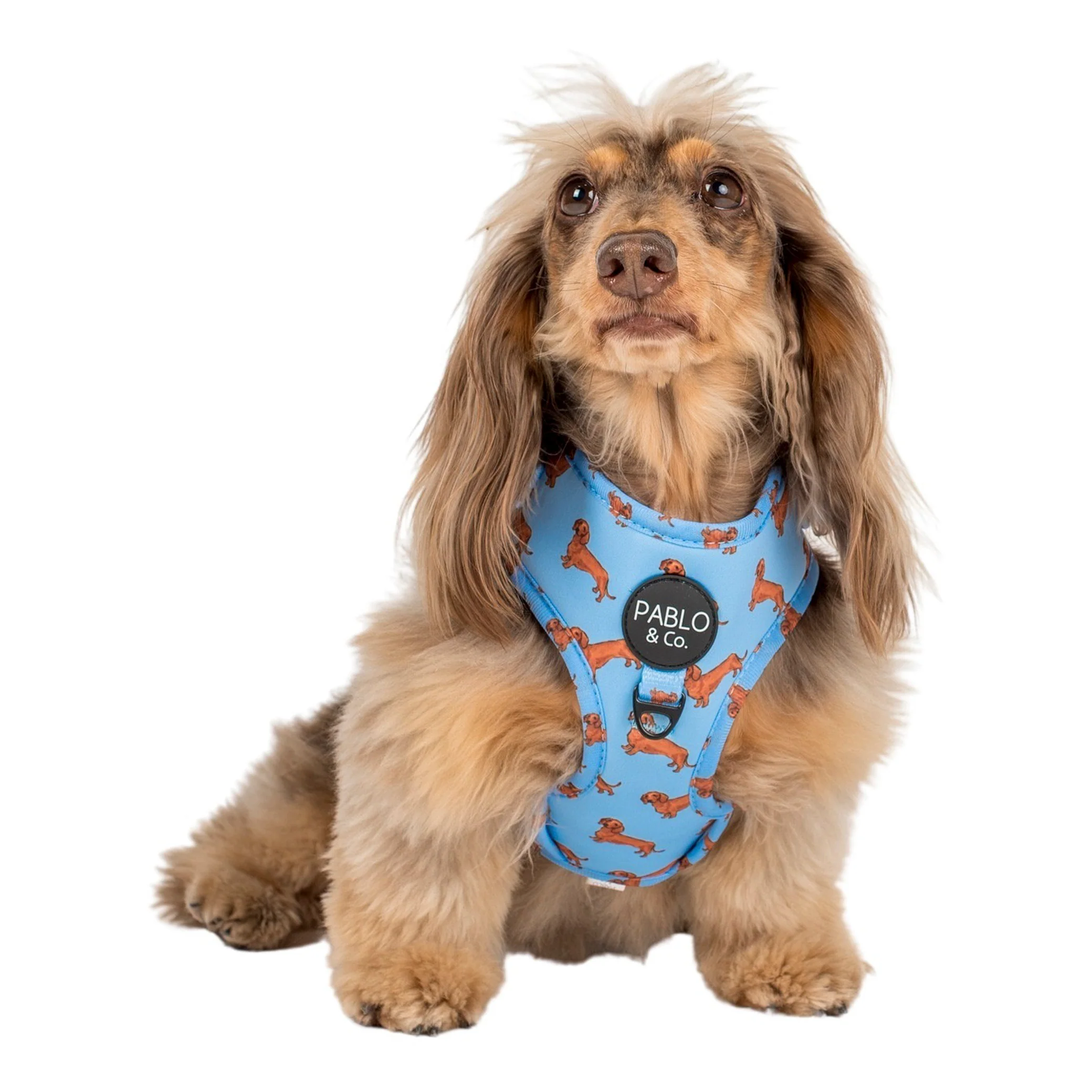 Dachshund: Adjustable Harness - Image 3