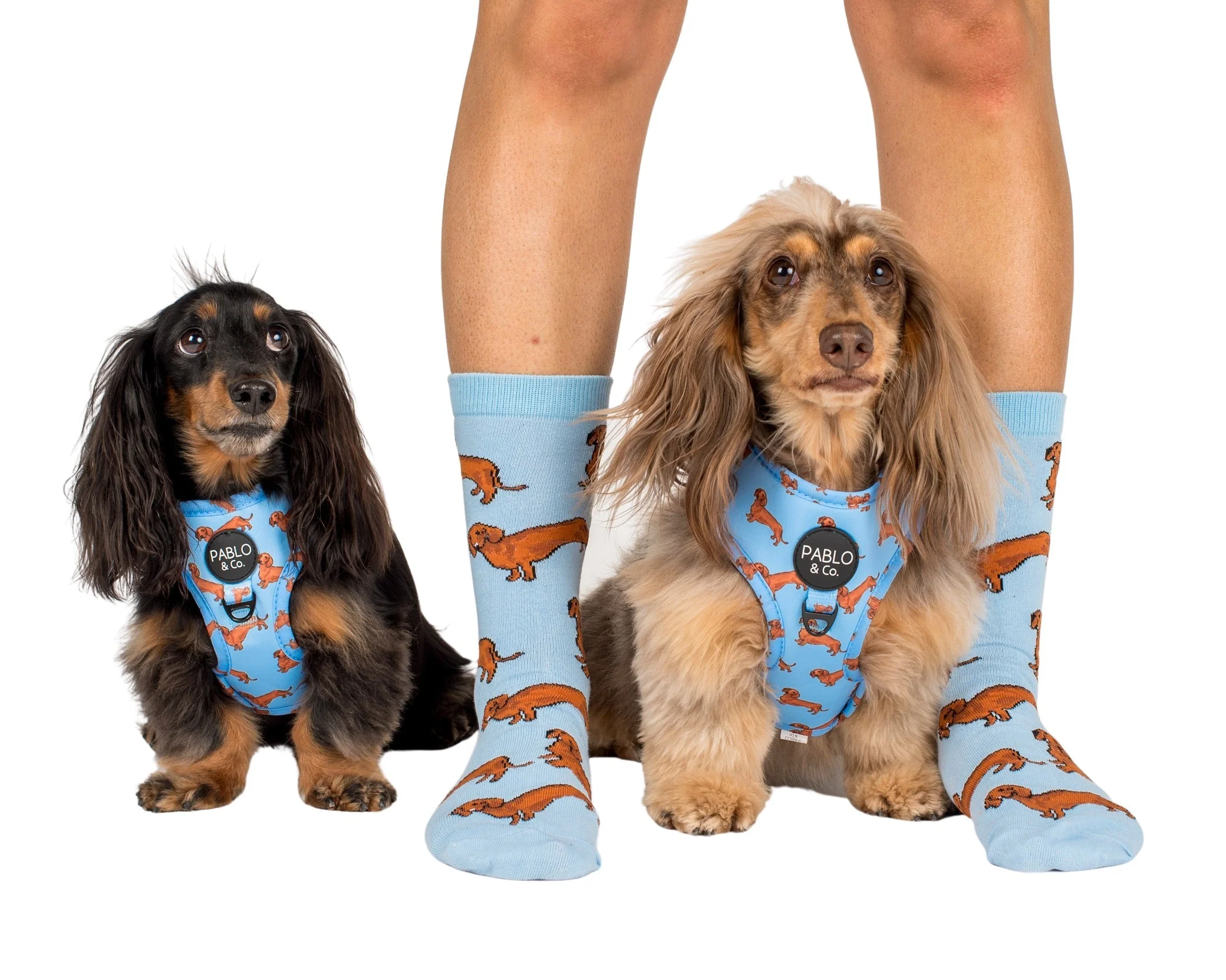 Dachshund: Adjustable Harness - Image 8