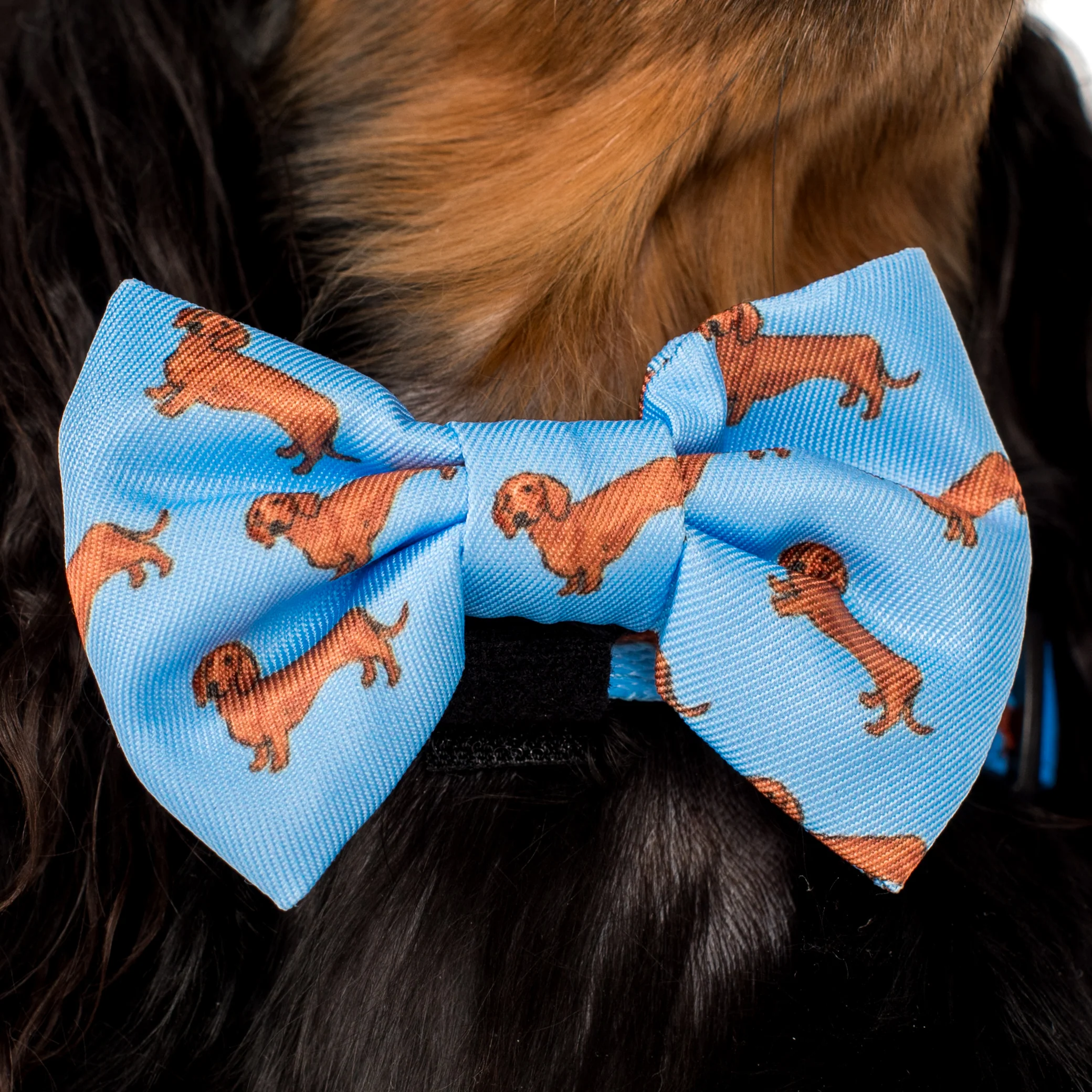 Dachshund: Bow Tie - Image 2