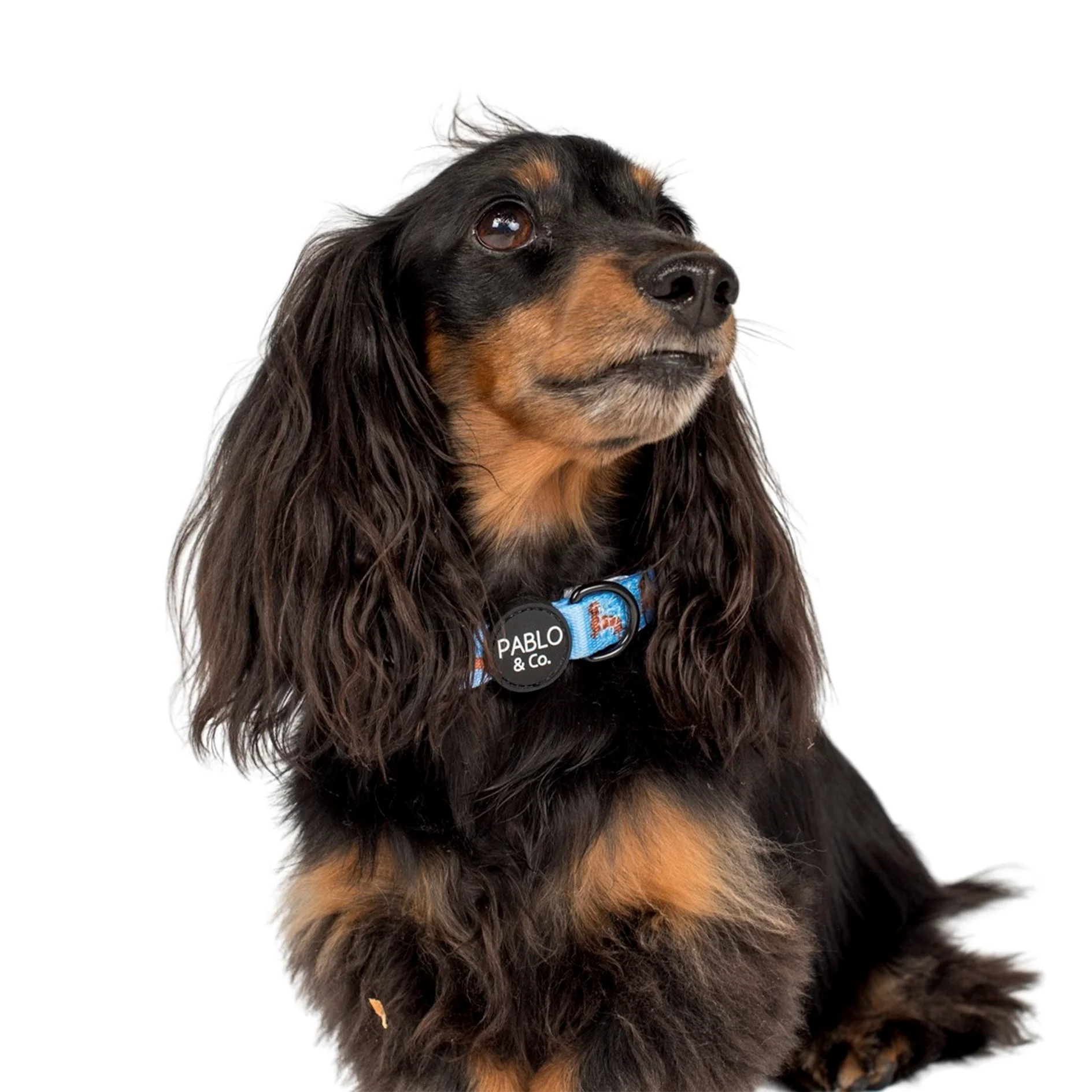 Dachshund: Collar - Image 2