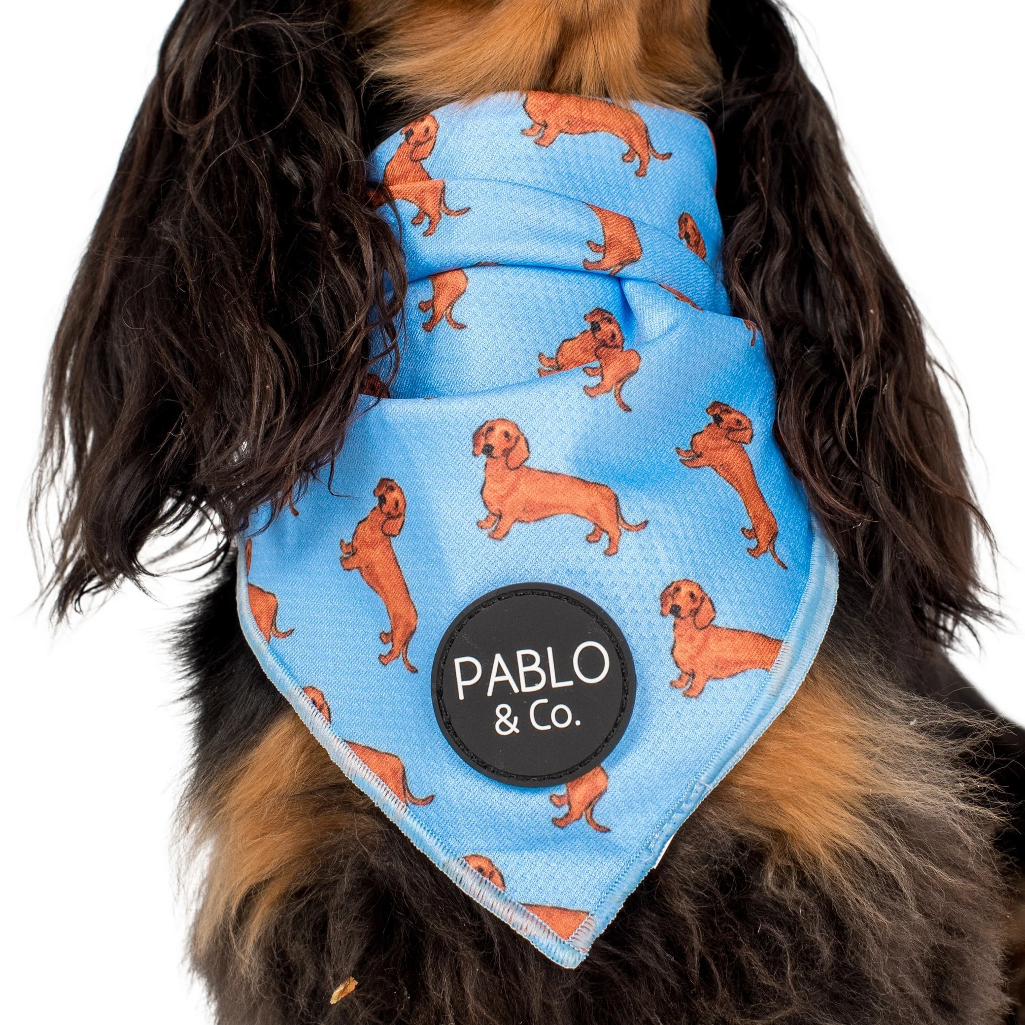 Dachshund - Dog Bandana - Image 2