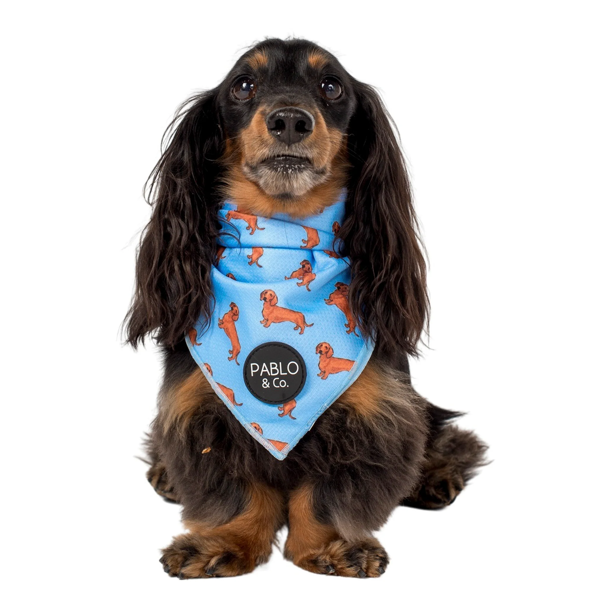 Dachshund - Dog Bandana - Image 4