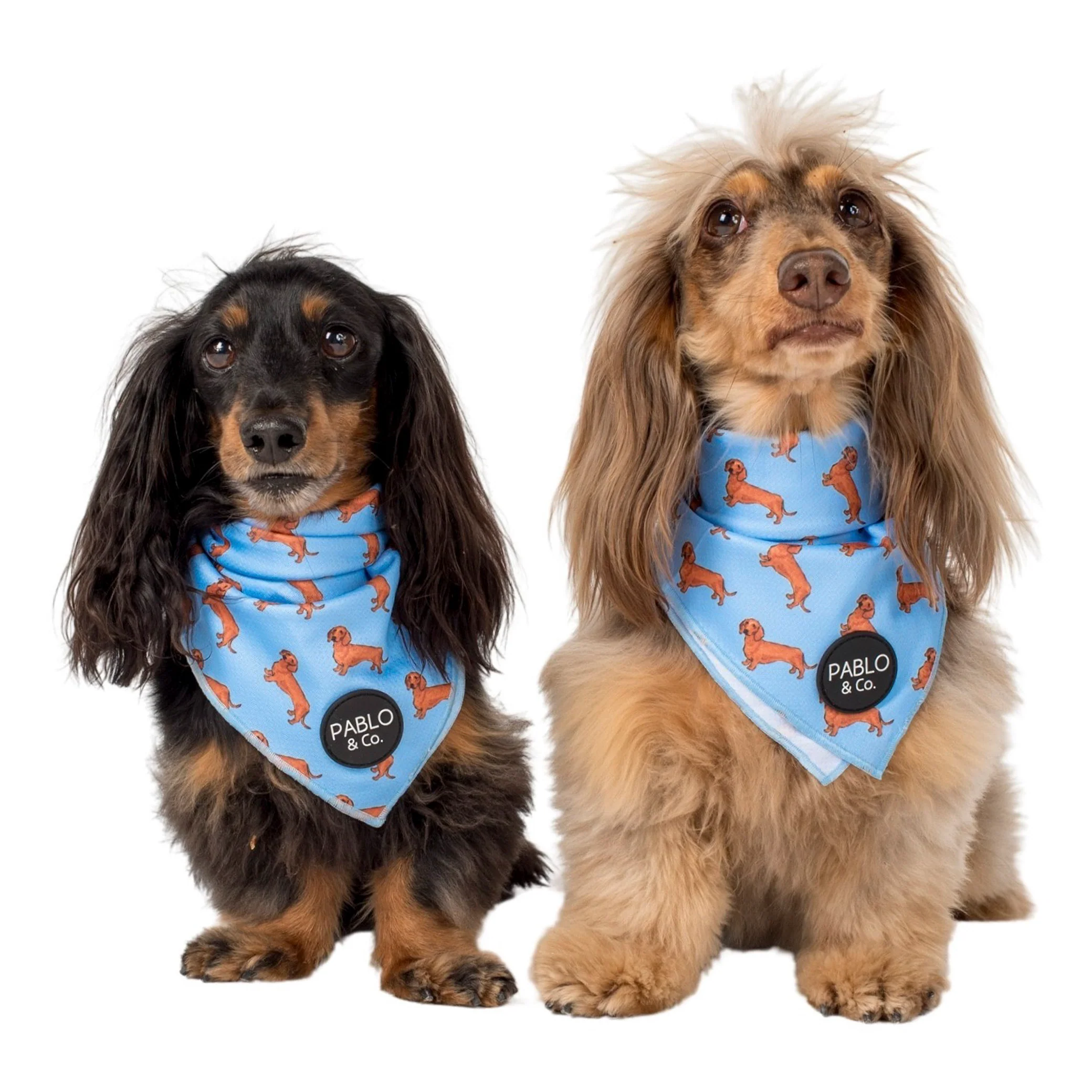 Dachshund - Dog Bandana - Image 5