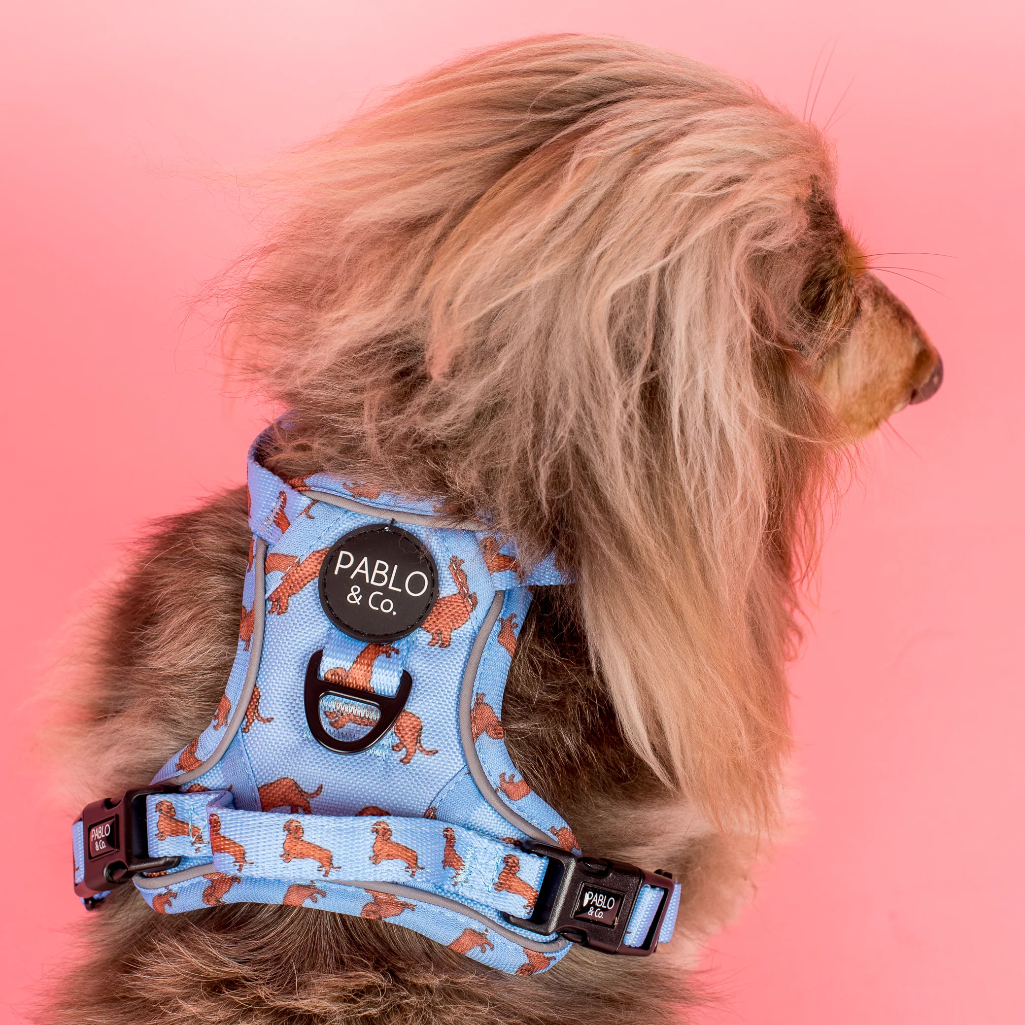 Dachshund: No Pull Adventure Harness - Image 3