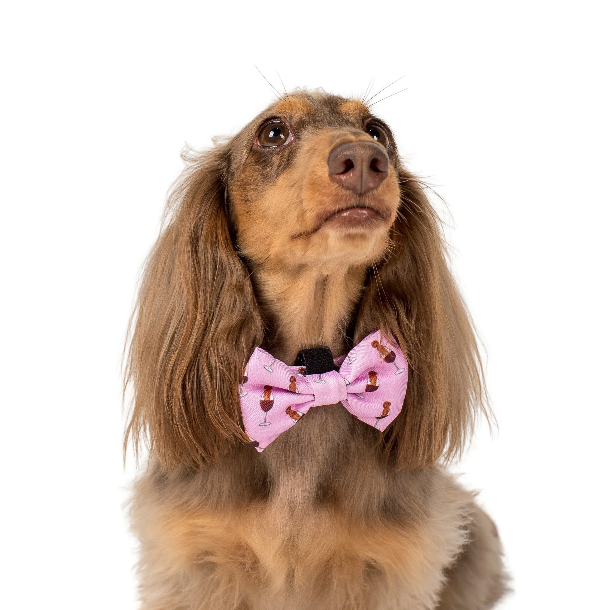 Dachshunds & Wine: Bow Tie - Image 3