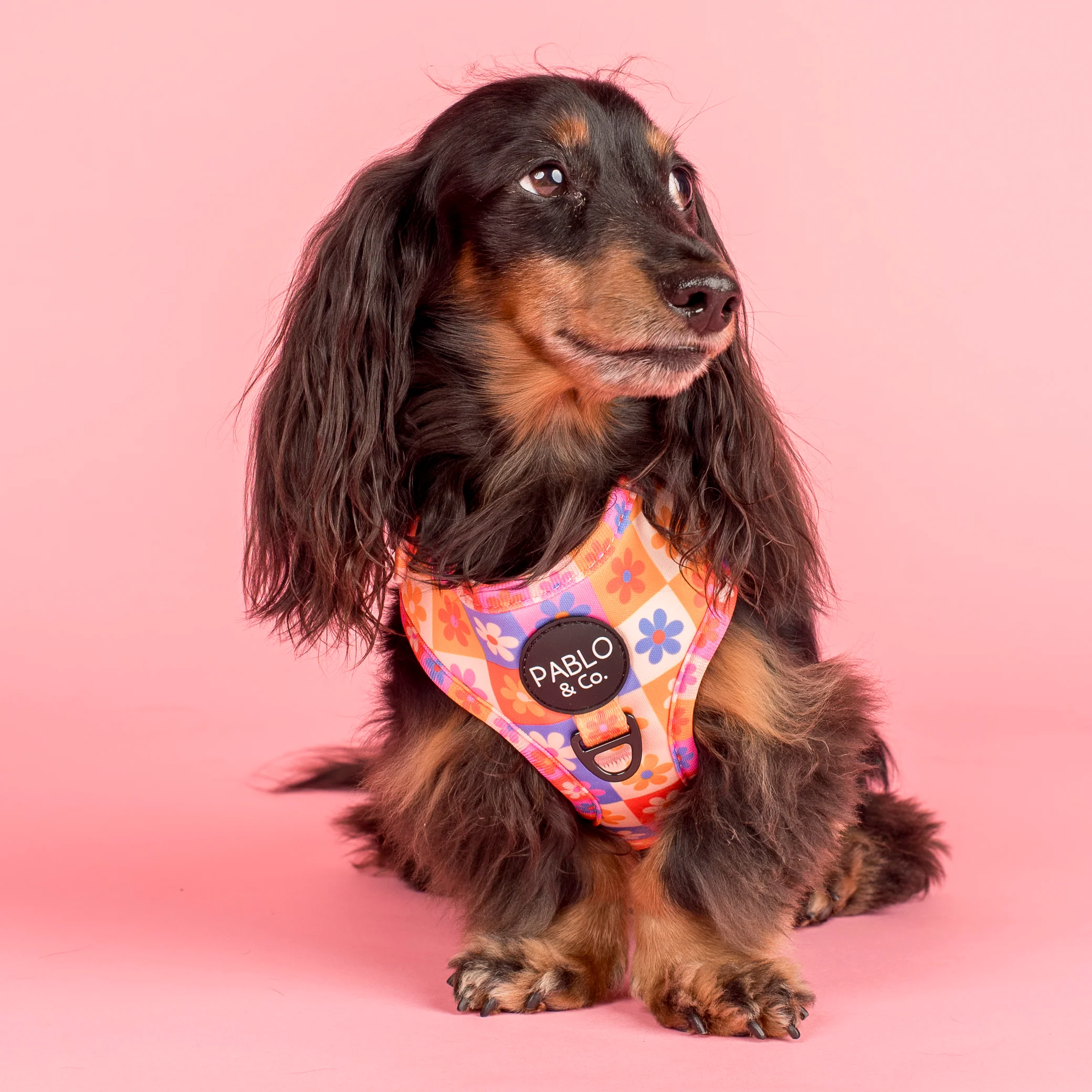 Daisies For Days: Adjustable Harness - Image 3