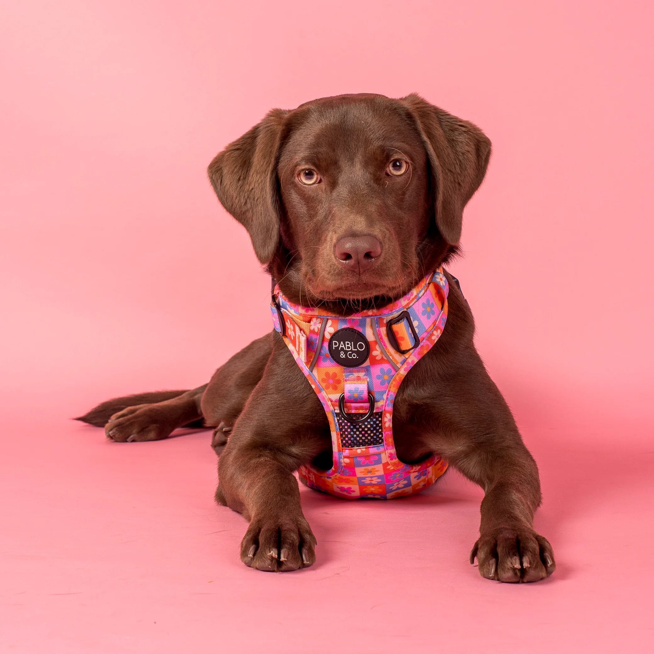 Daisies For Days: No Pull Adventure Harness