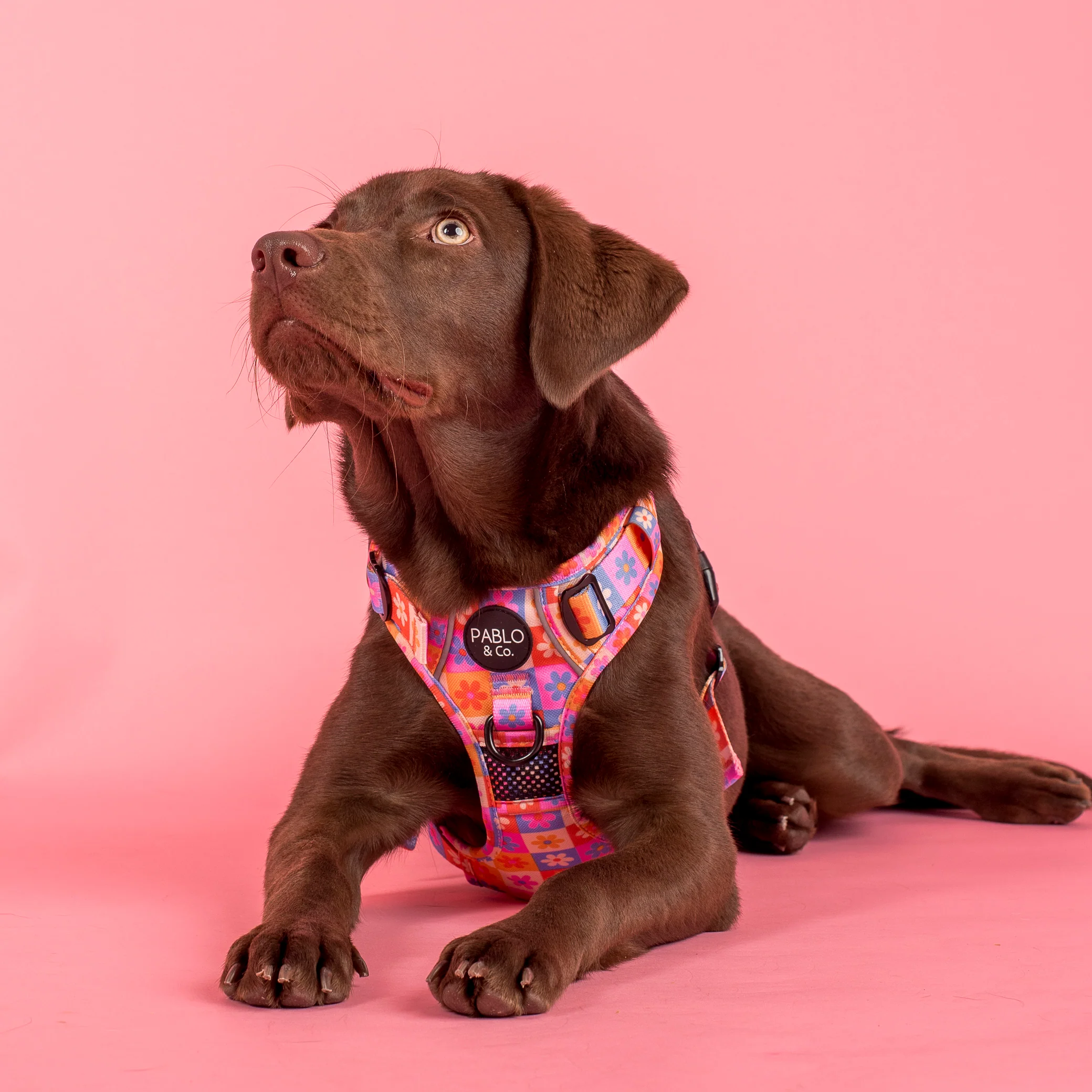 Daisies For Days: No Pull Adventure Harness - Image 2