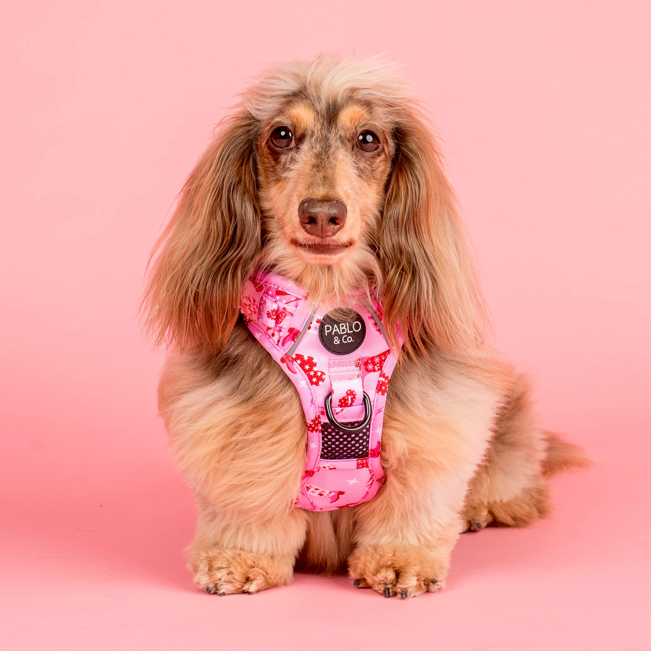 Disco Cowgirl: No Pull Adventure Harness
