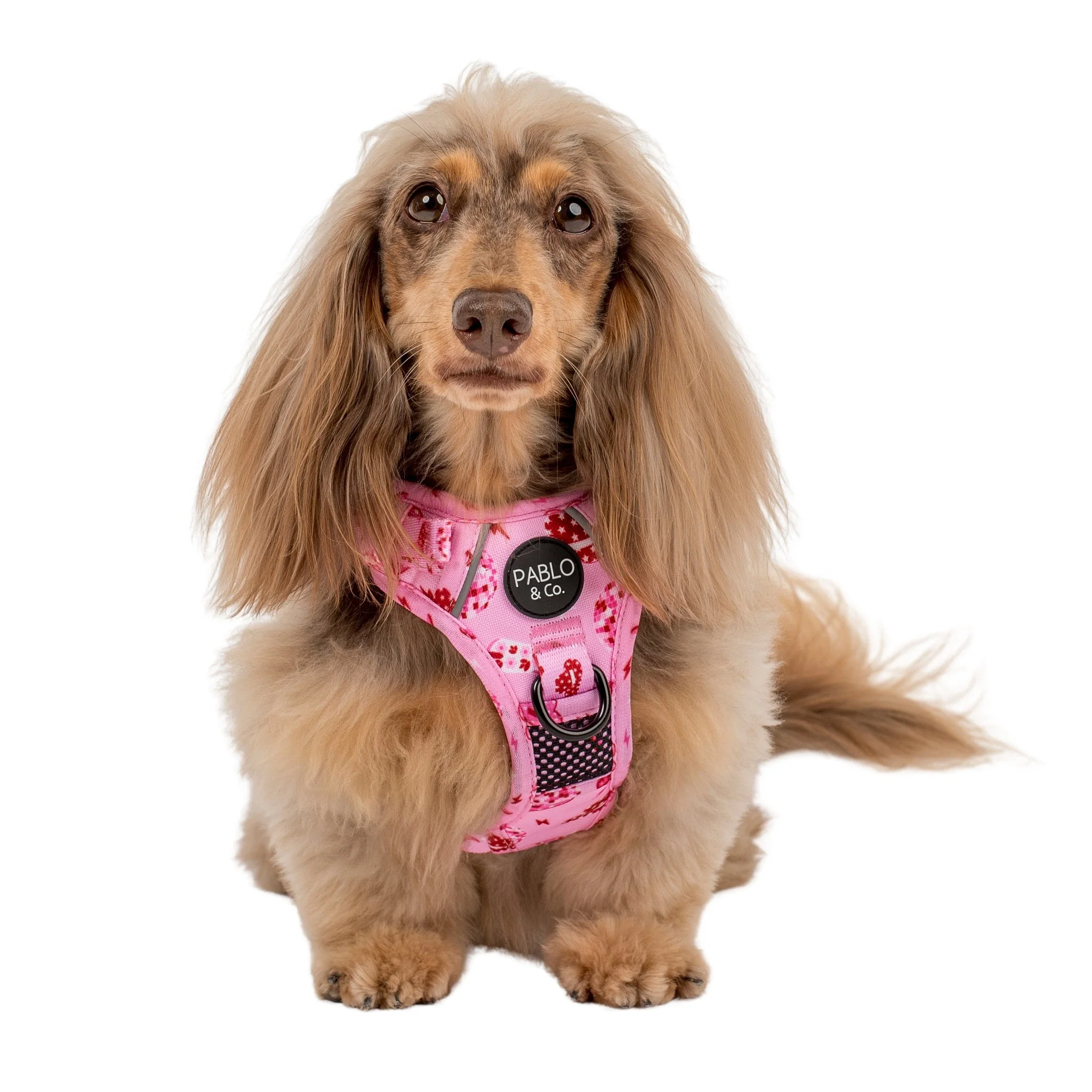 Disco Cowgirl: No Pull Adventure Harness - Image 5