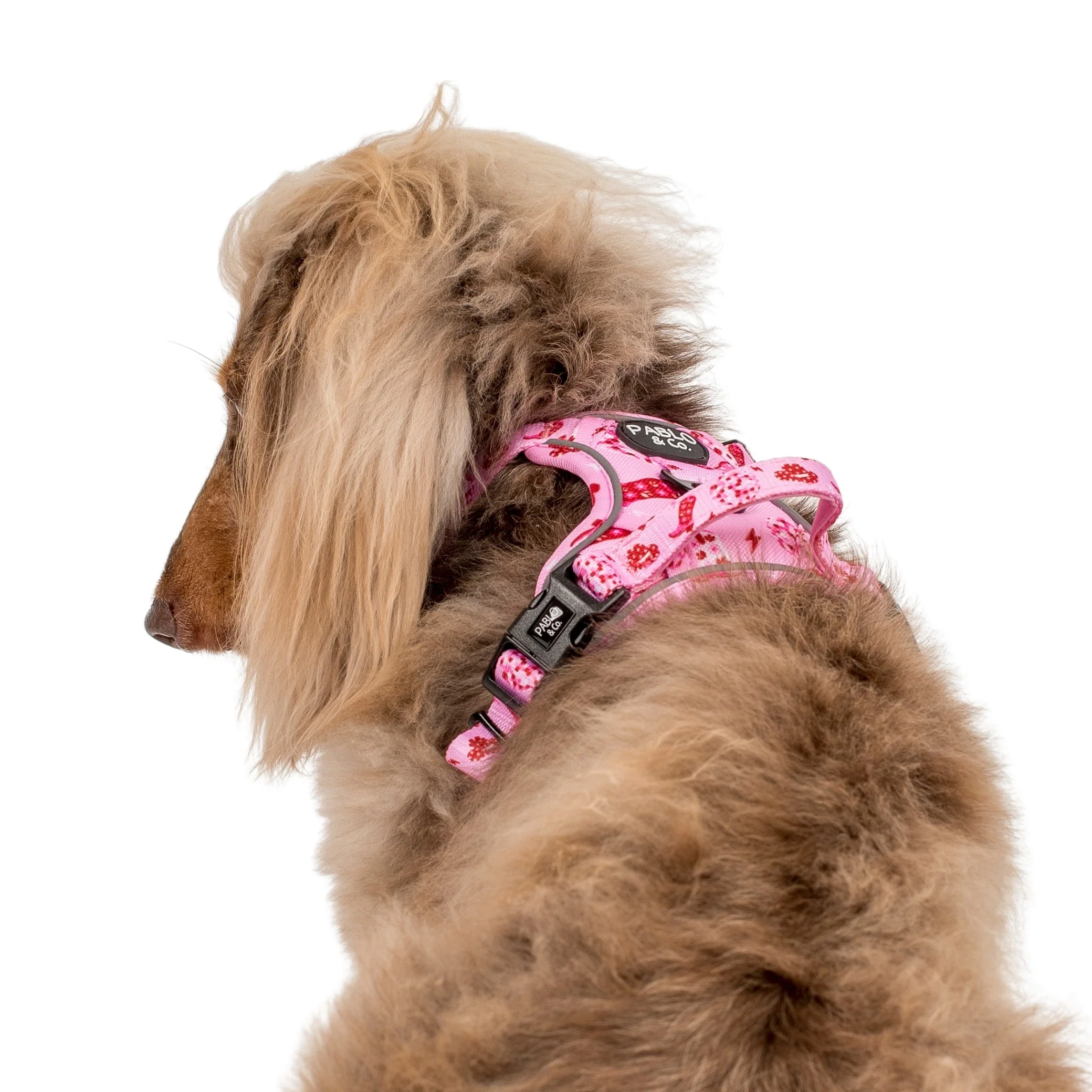 Disco Cowgirl: No Pull Adventure Harness - Image 6