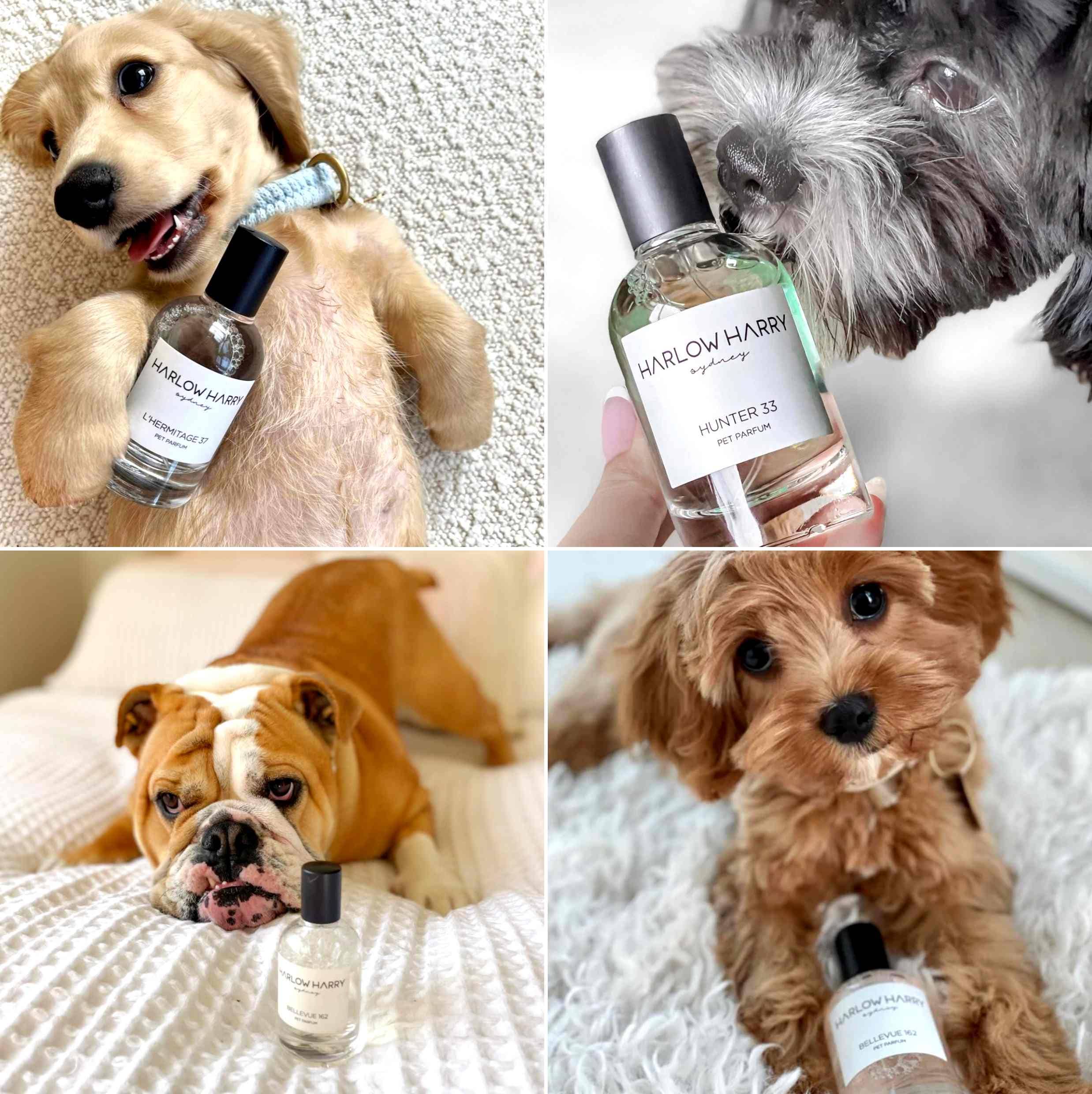 Harlow Harry: Dog Perfume | D'bacca 169 - Image 6