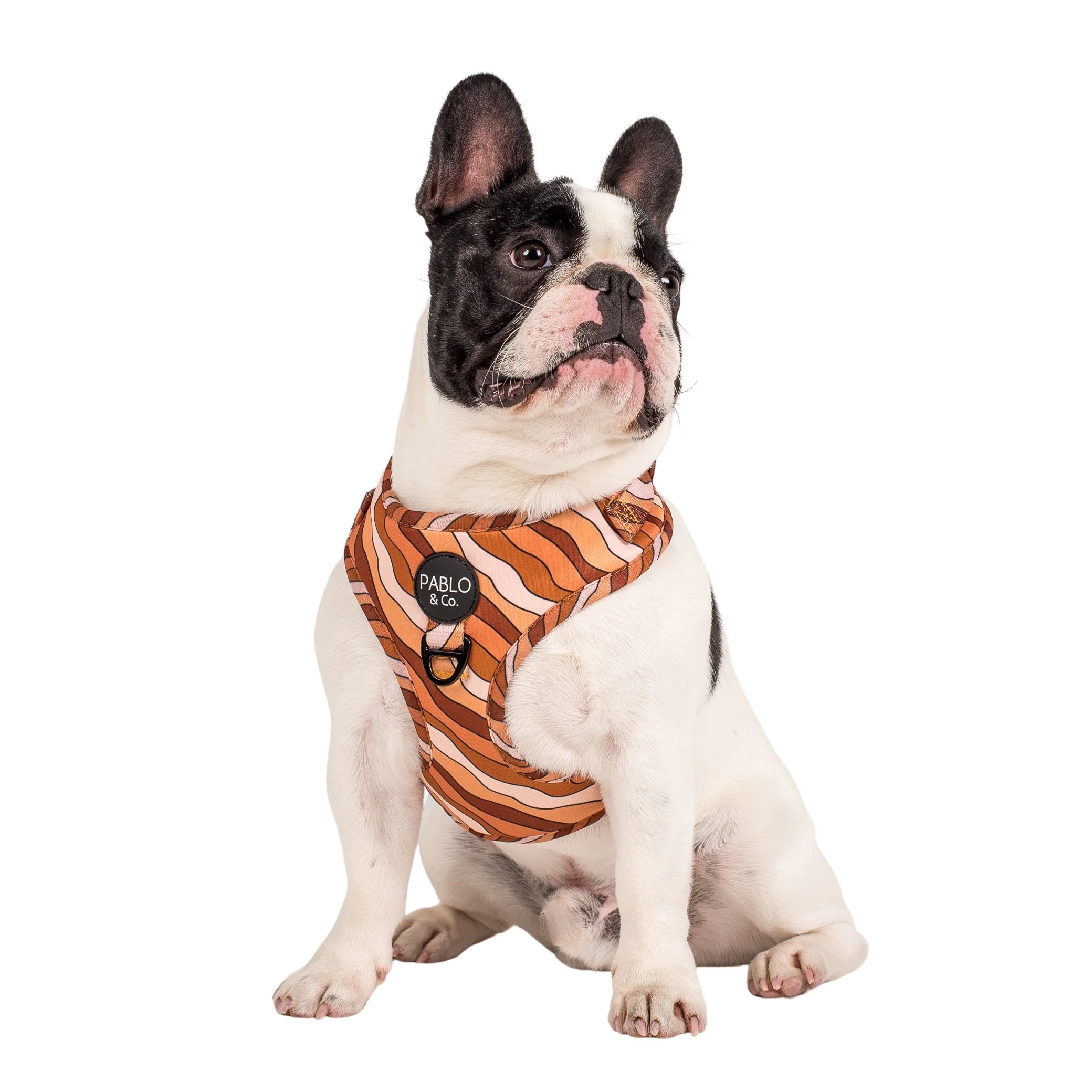 Espresso Swirls: Adjustable Harness