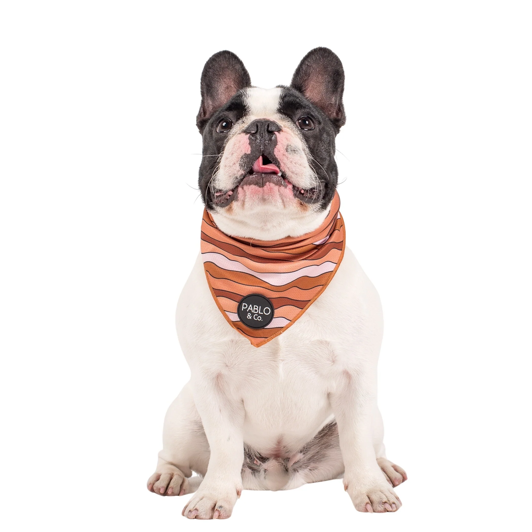 Espresso Swirls - Dog Bandana - Image 3