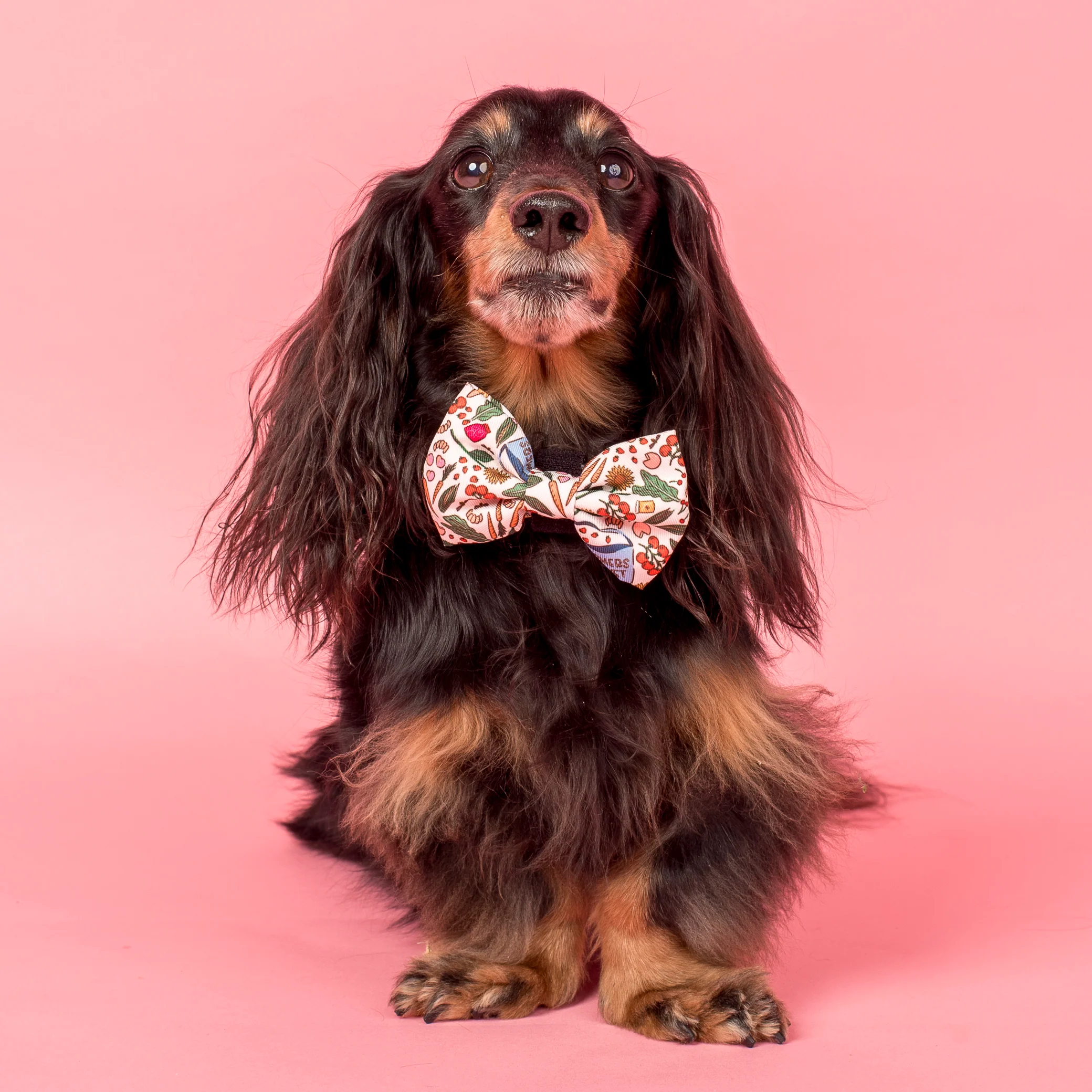 Farmers Market: Bow Tie - Image 2