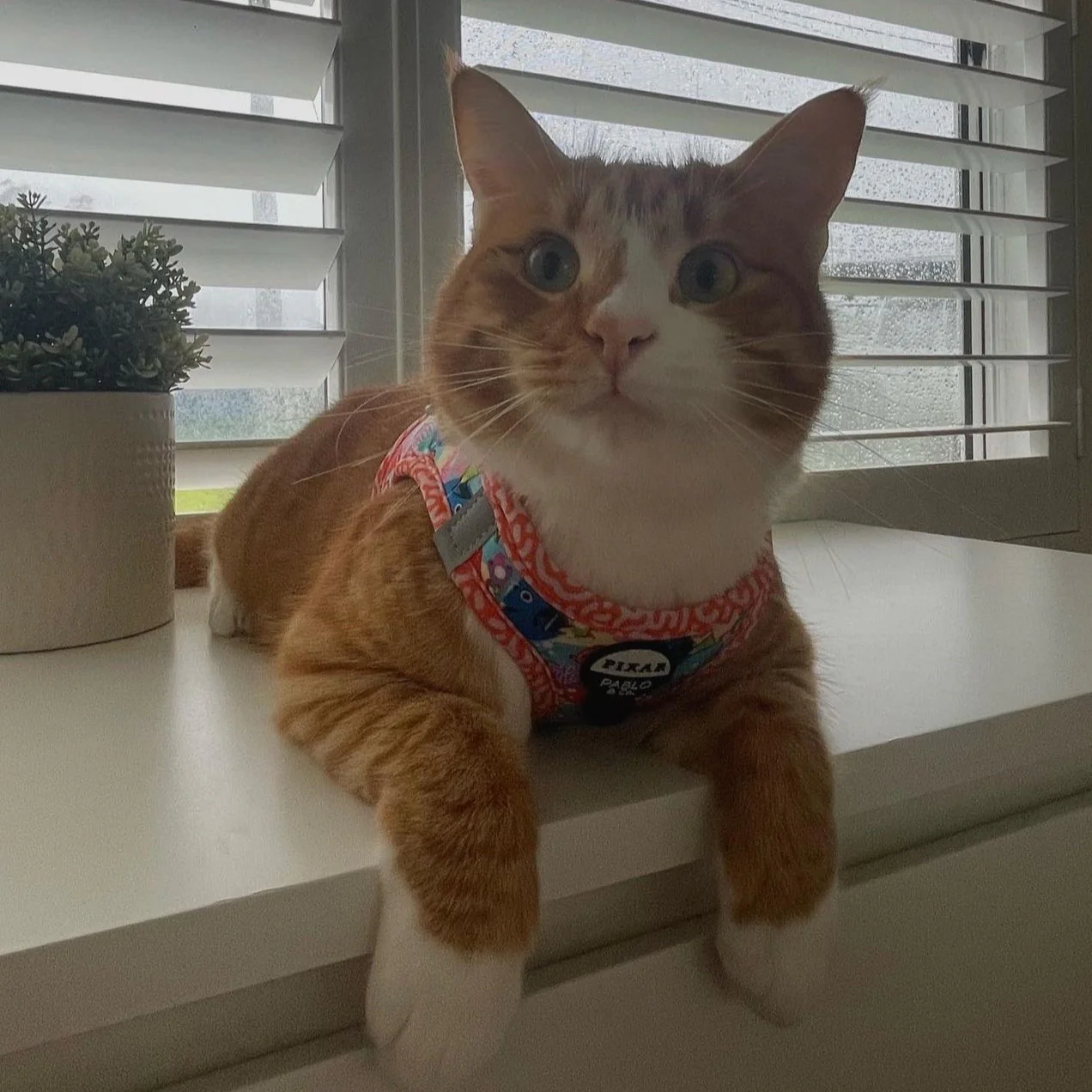 Finding Nemo: Step In Cat Harness - Image 4