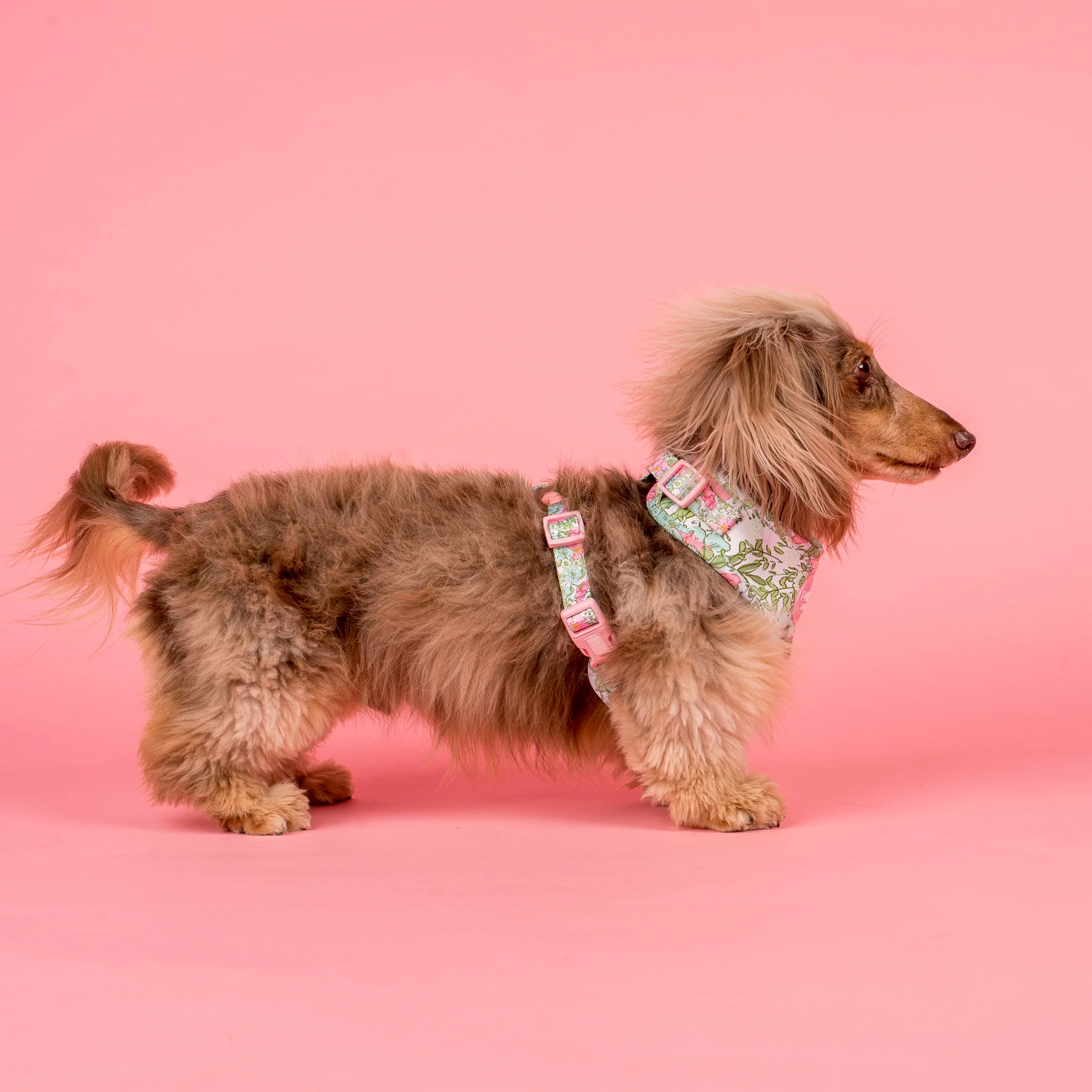 Flora & Fern: Adjustable Harness - Image 4