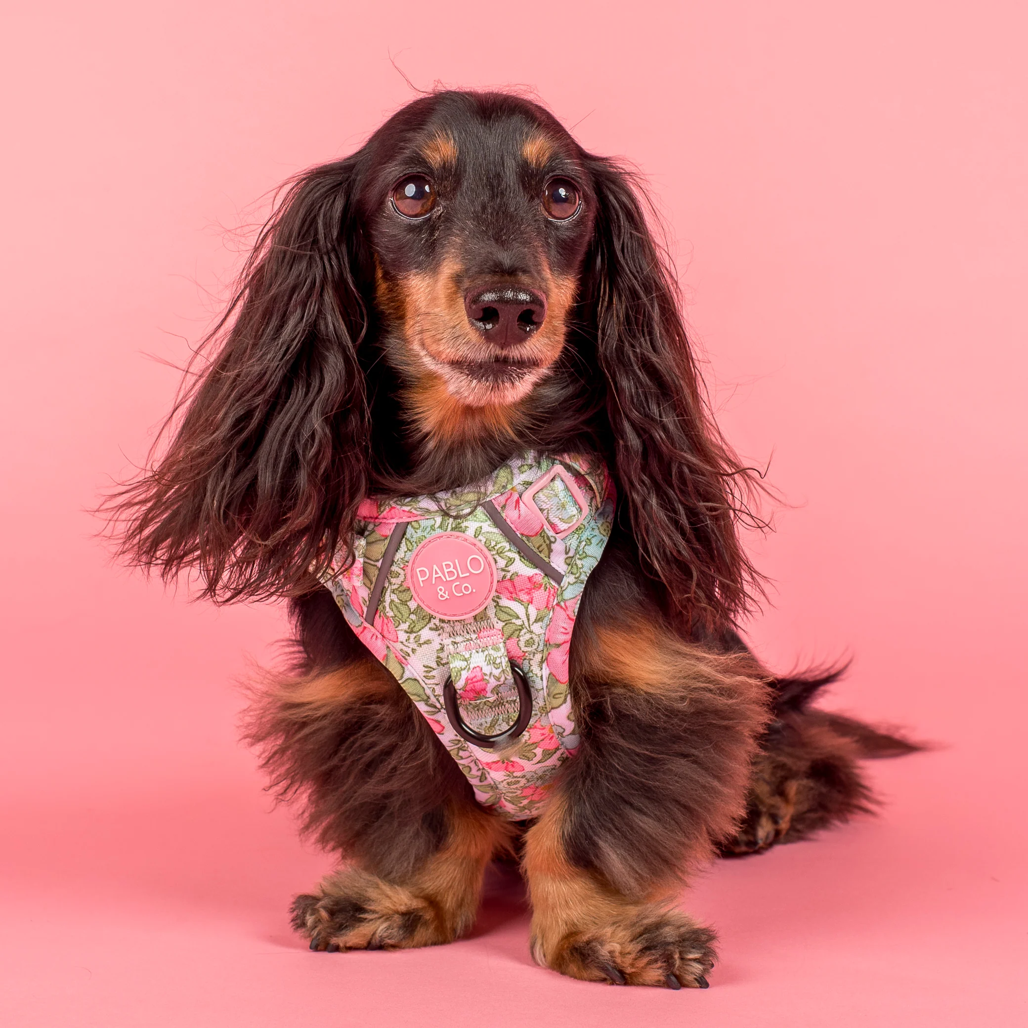 Flora & Fern: No Pull Adventure Harness