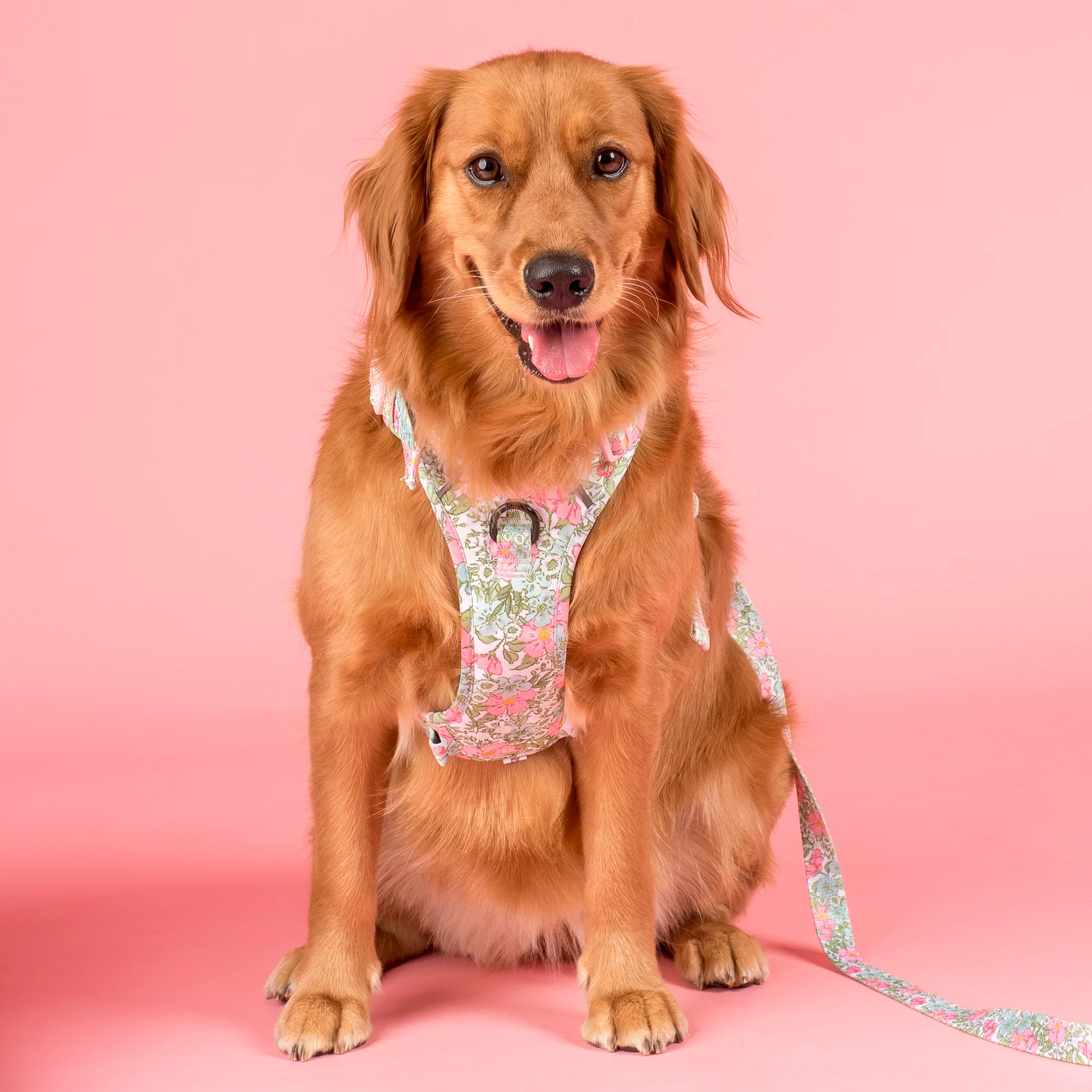 Flora & Fern: No Pull Adventure Harness - Image 5