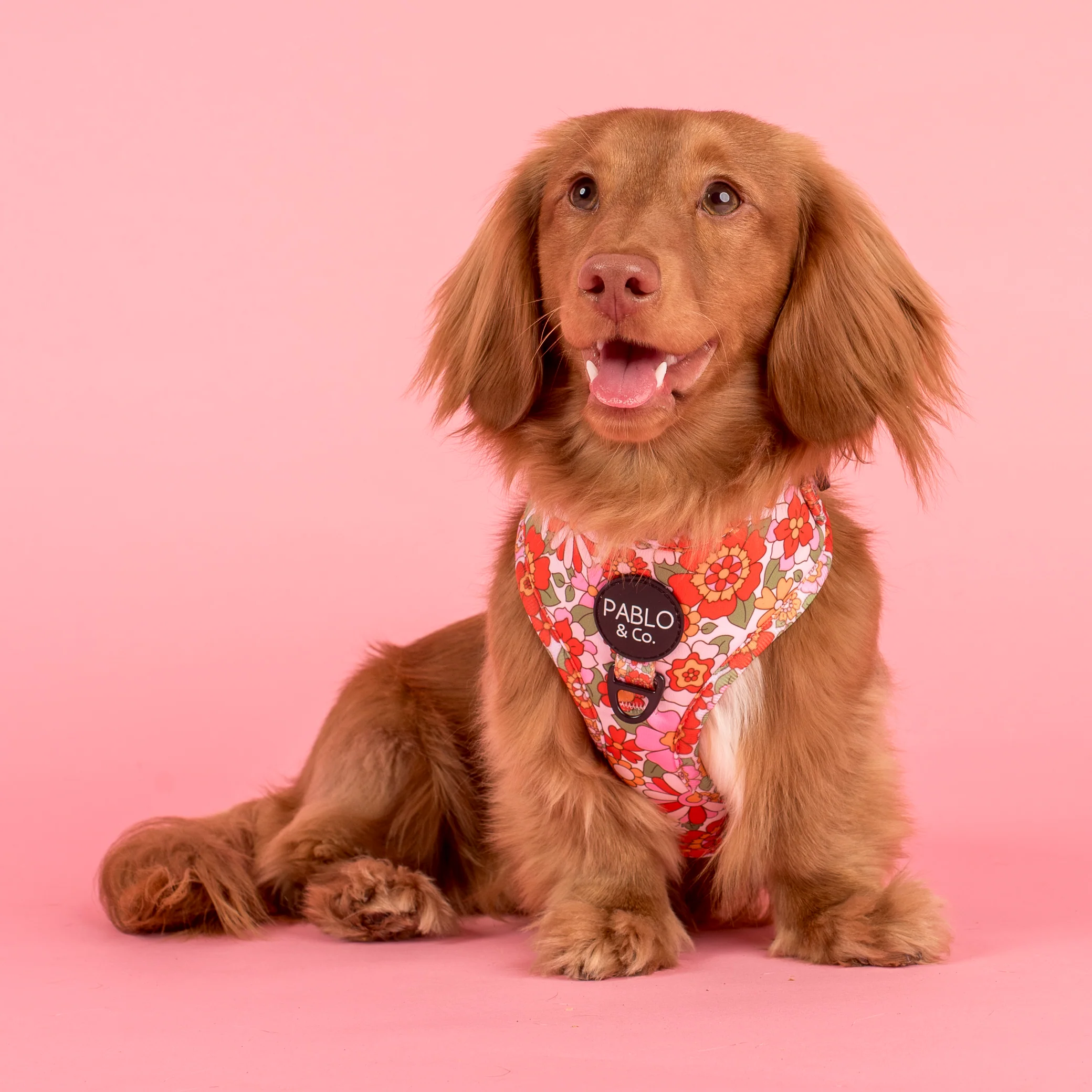 Flowers in the Field: Adjustable Harness
