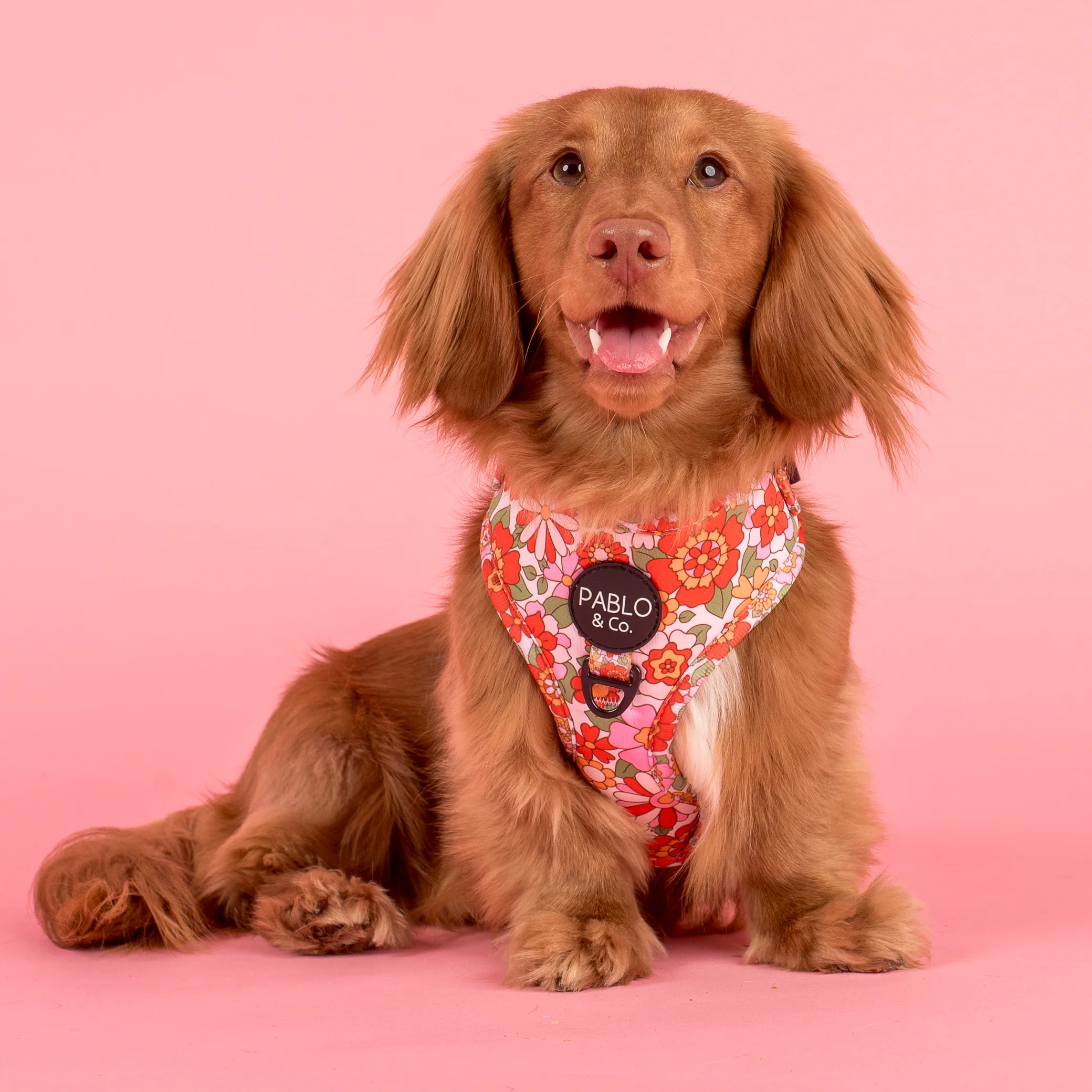 Flowers in the Field: Adjustable Harness - Image 2