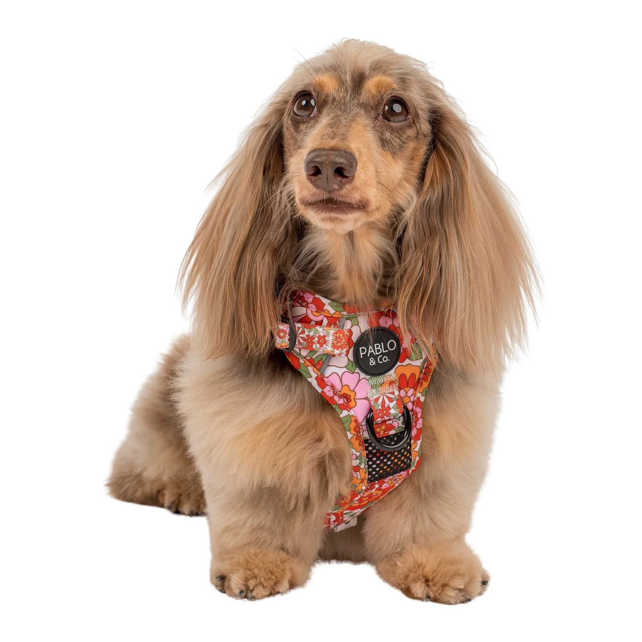 Flowers in the Field: No Pull Adventure Harness