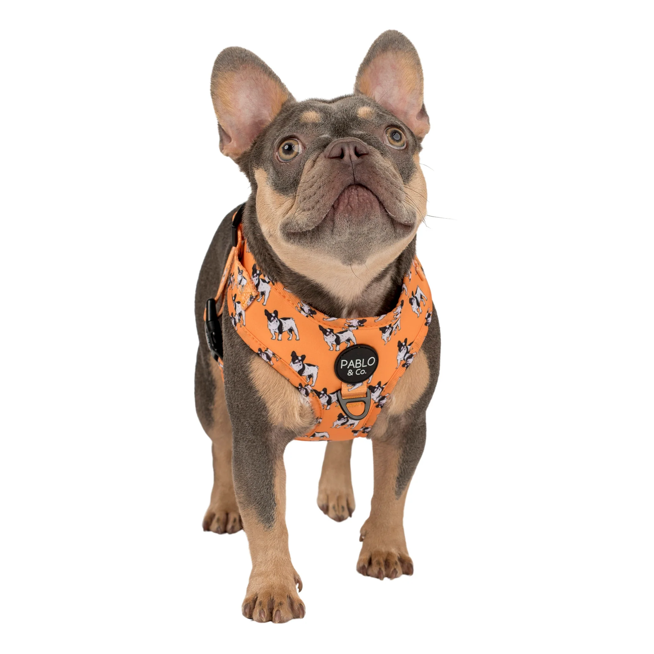 French Bulldog: Adjustable Harness - Image 2