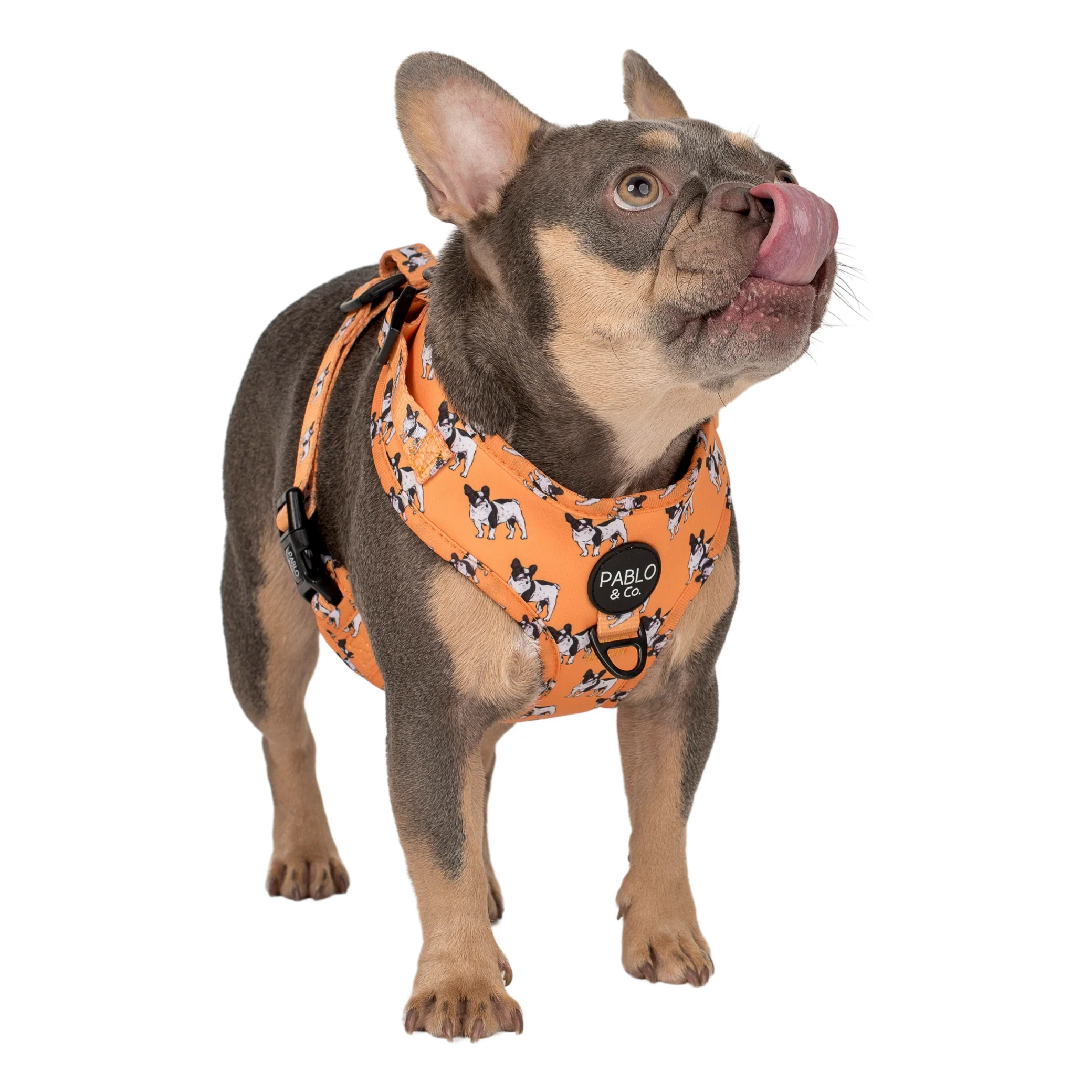 French Bulldog: Adjustable Harness - Image 3