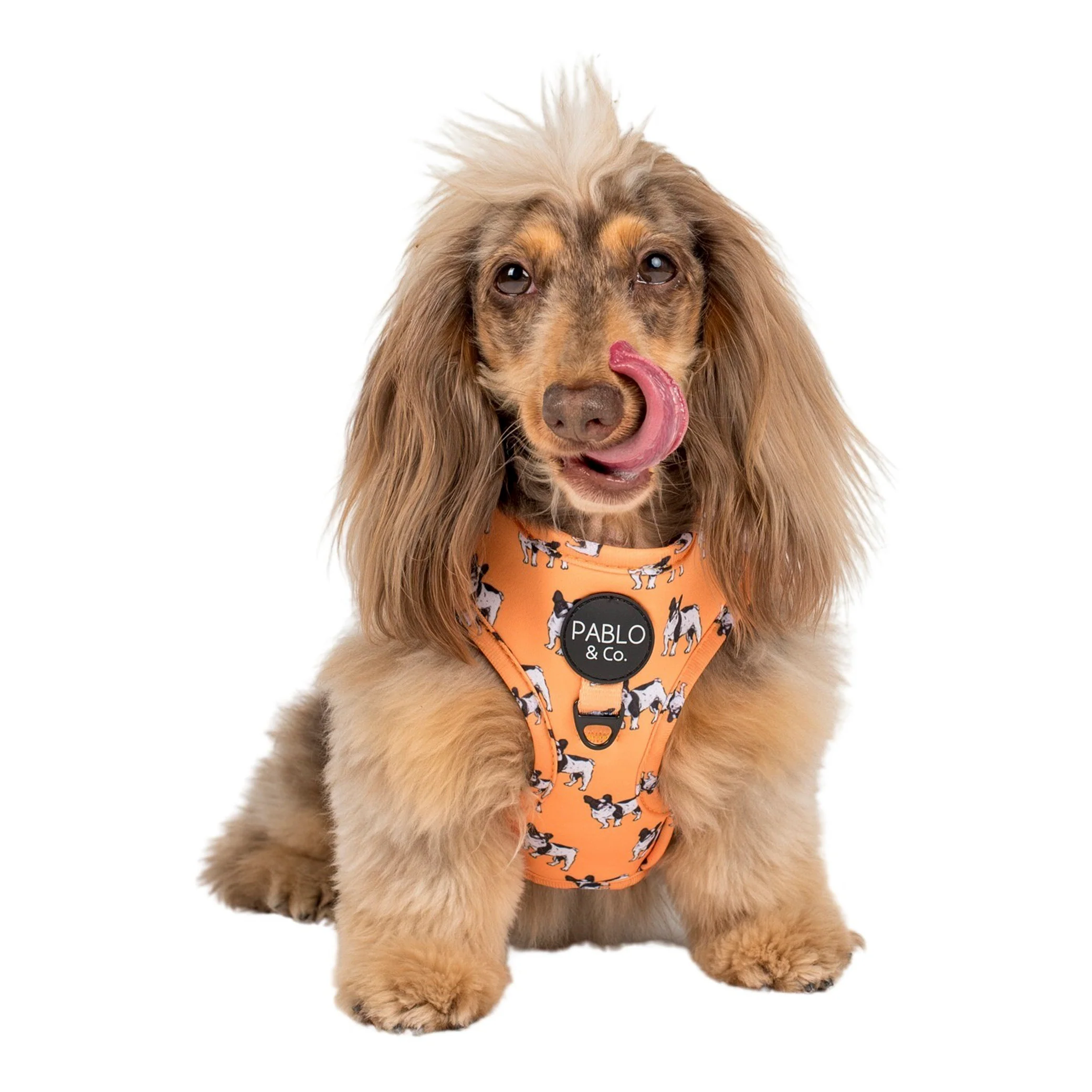 French Bulldog: Adjustable Harness - Image 6