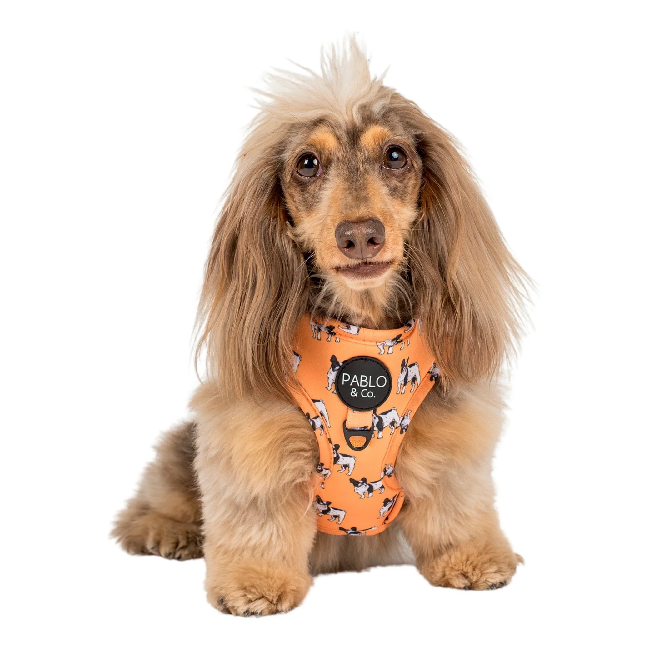 French Bulldog: Adjustable Harness - Image 7