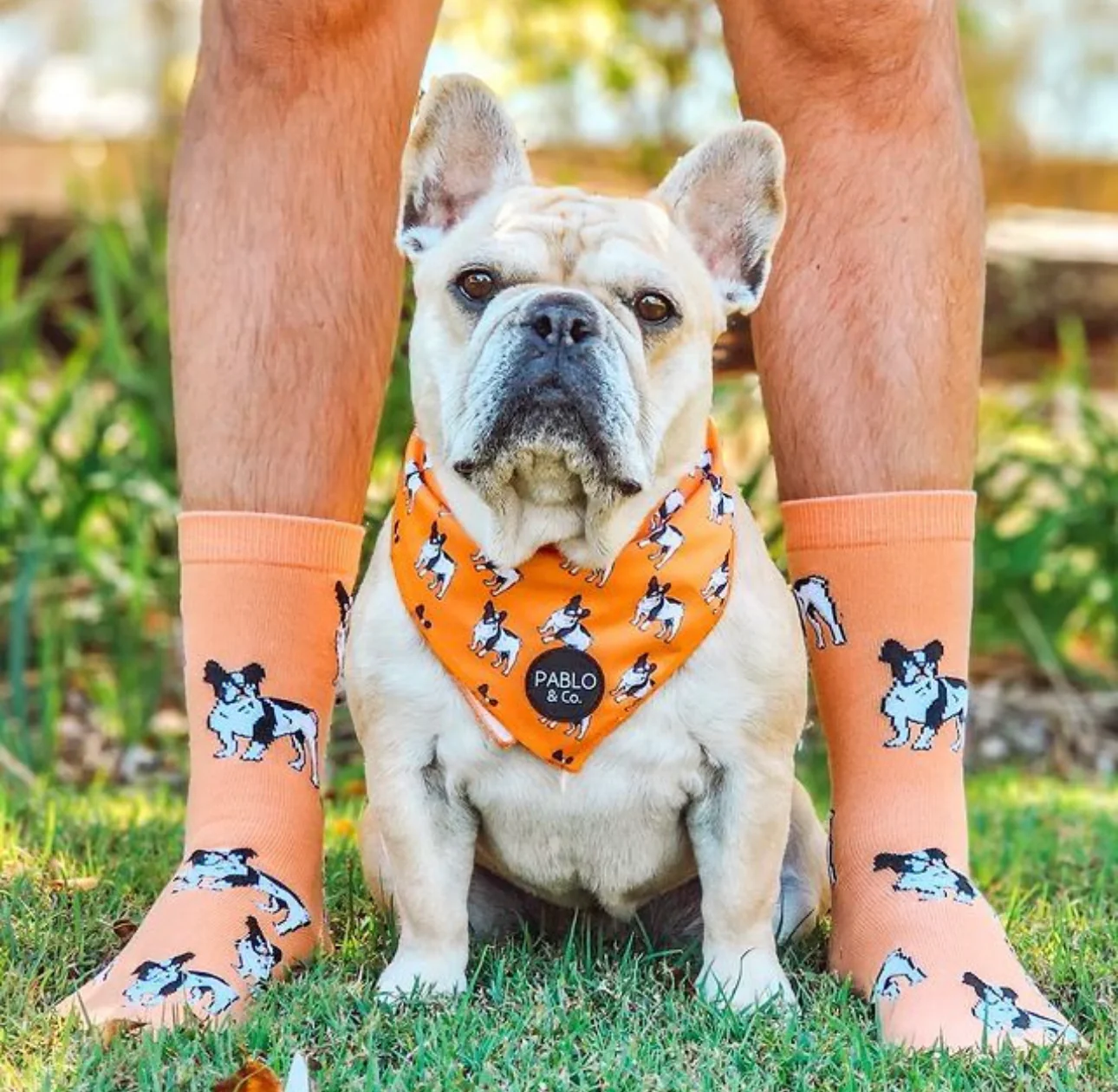 French Bulldog: Breed Socks - Image 2