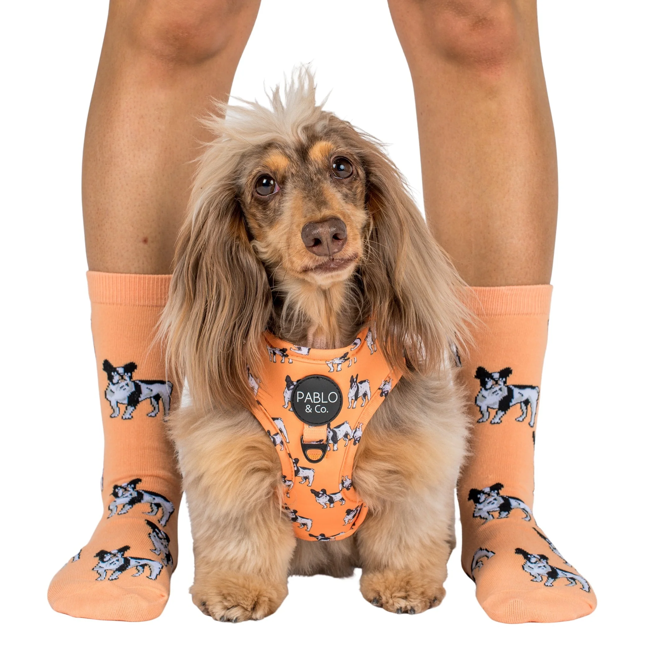 French Bulldog: Breed Socks - Image 3