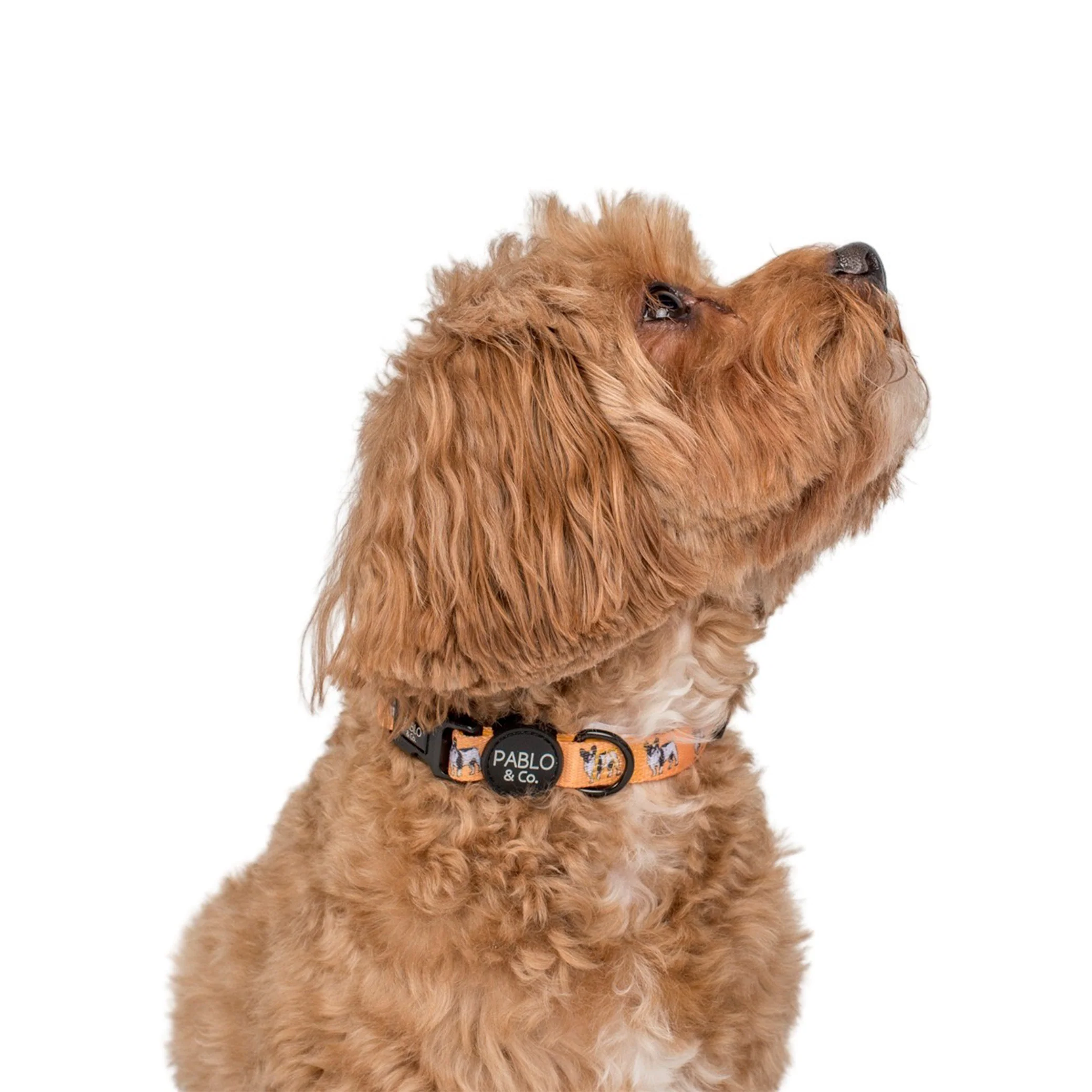 French Bulldog: Collar - Image 2